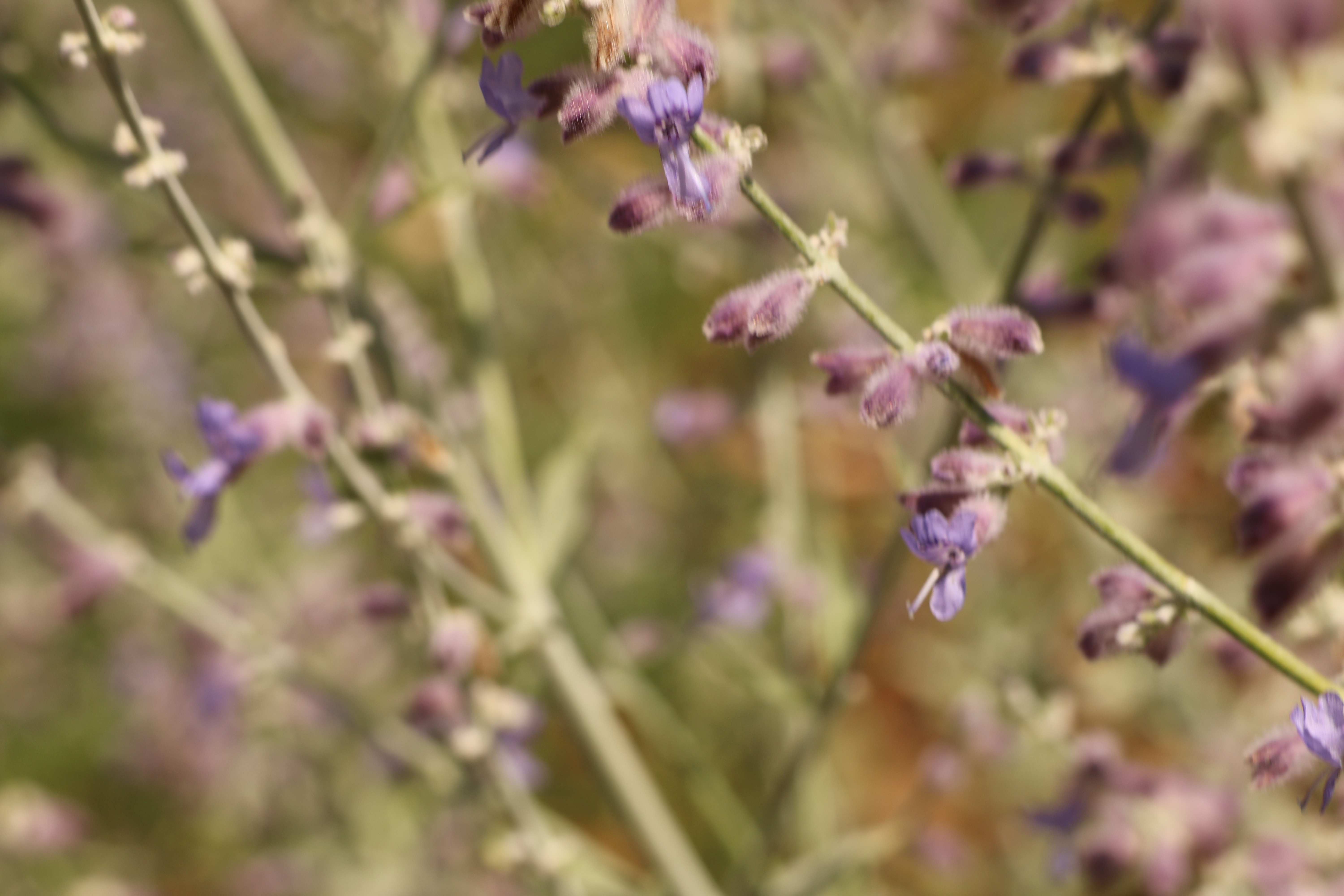 Purple Flowers