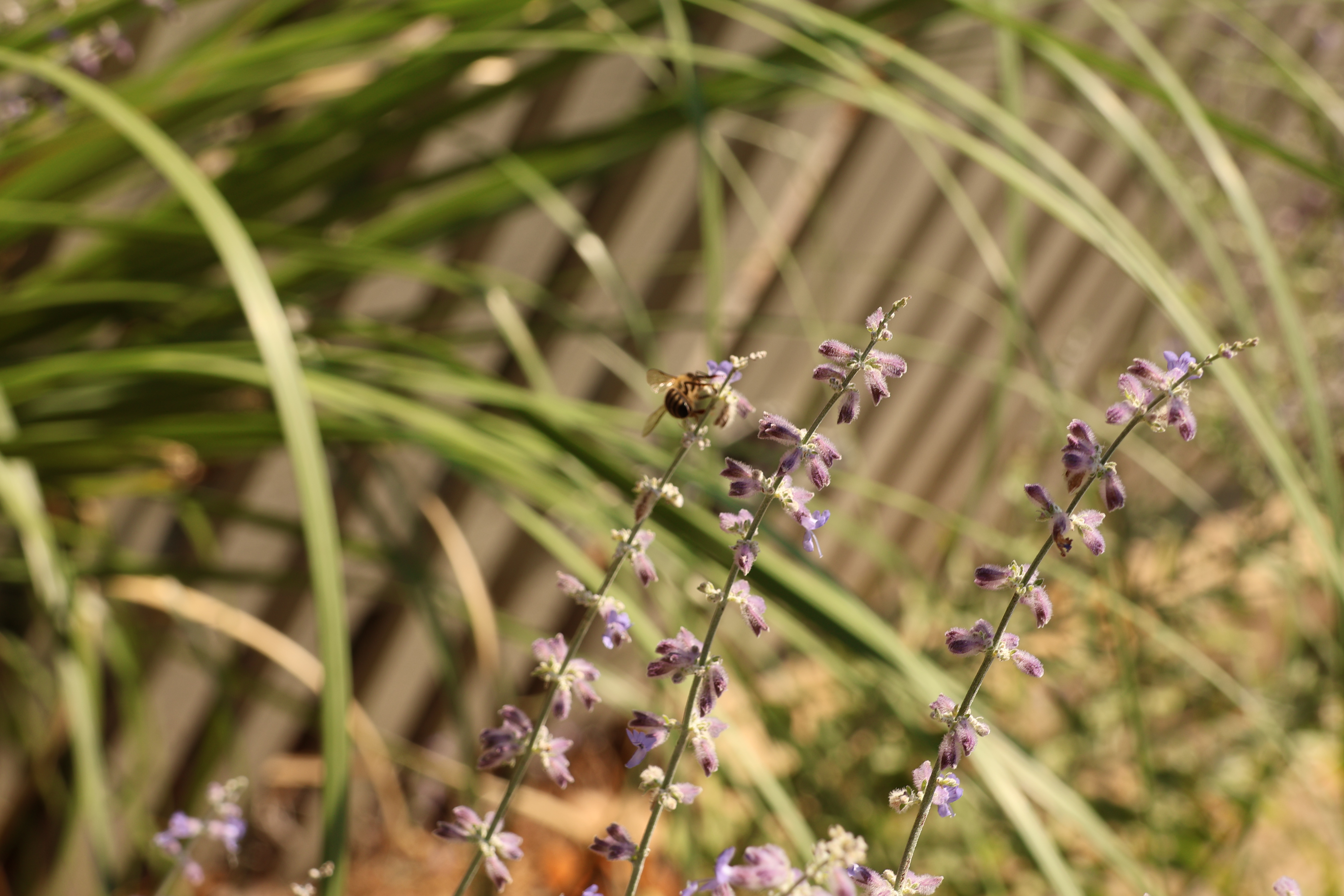 Purple Flowers with a Bumblebee