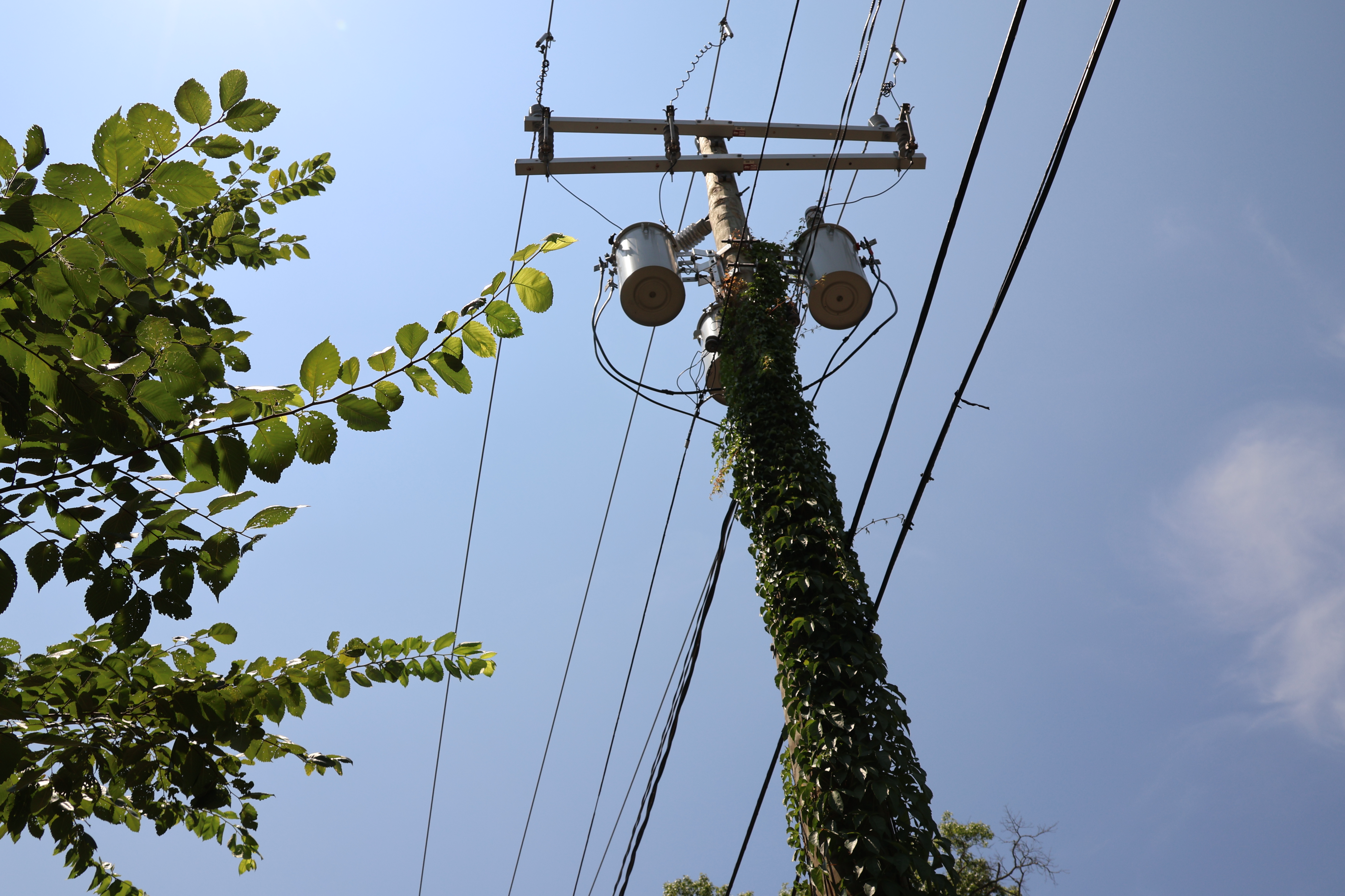Power Lines and Nature