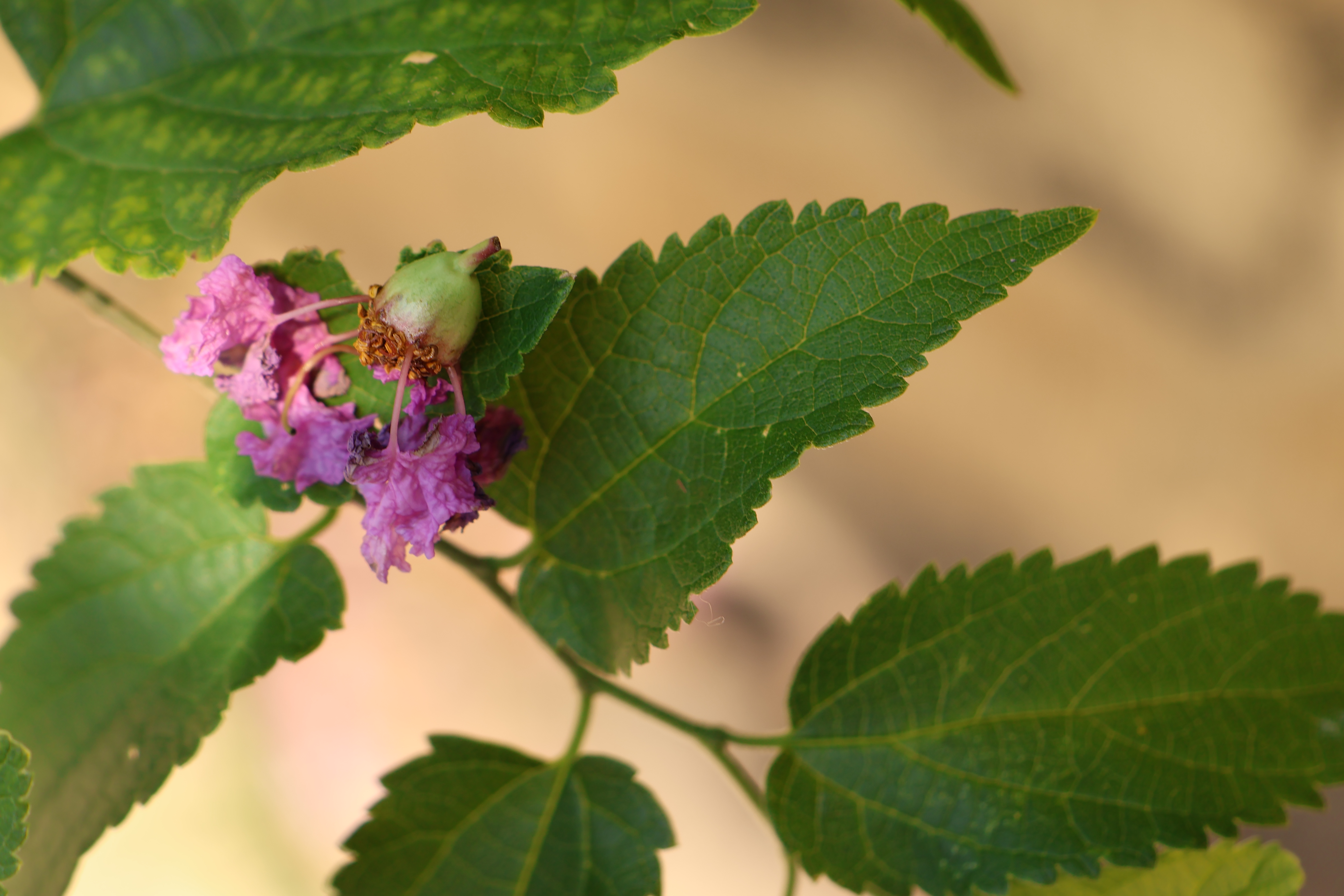 Pink Flower in a Tree