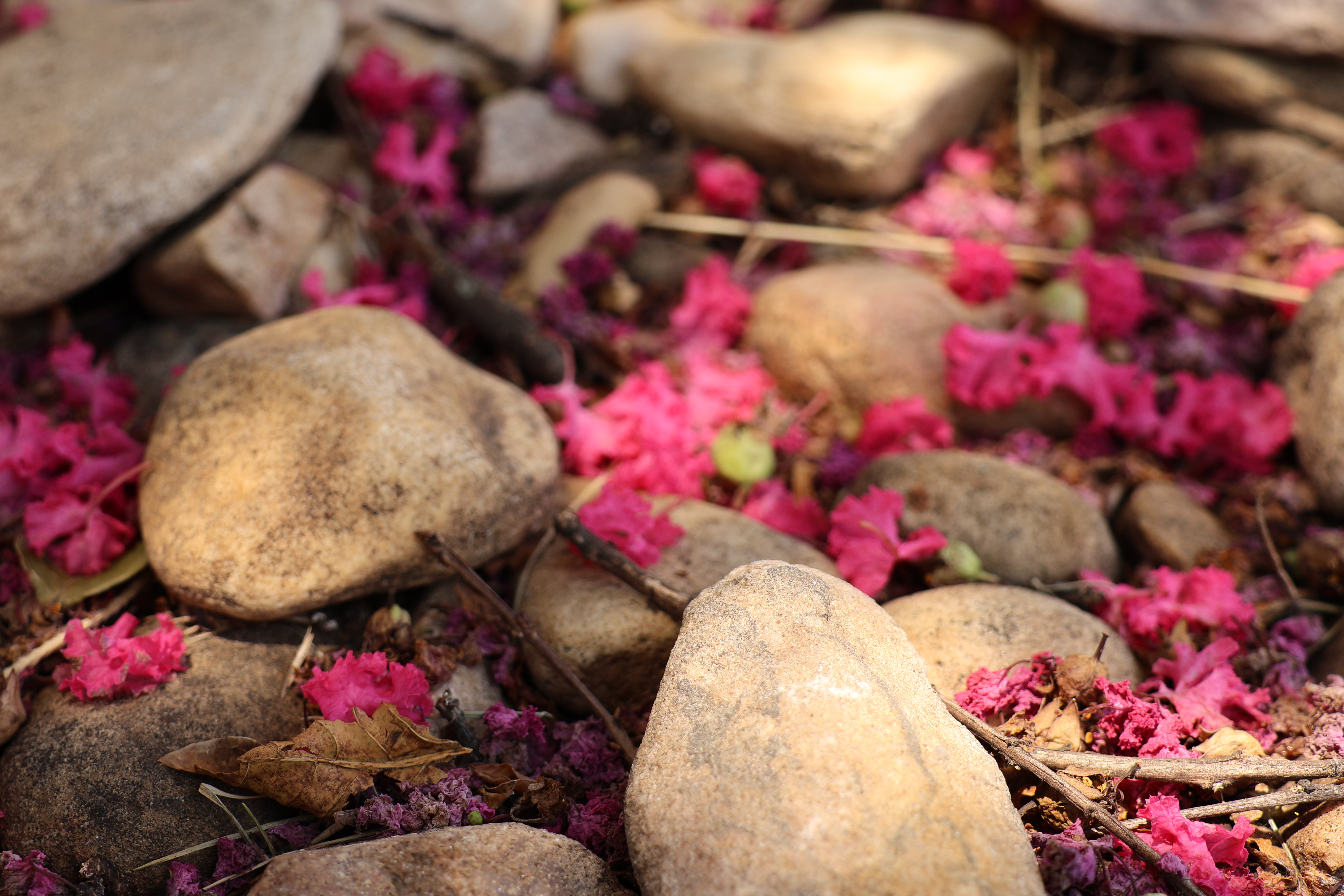 Pink Flower Droplings among Rocks