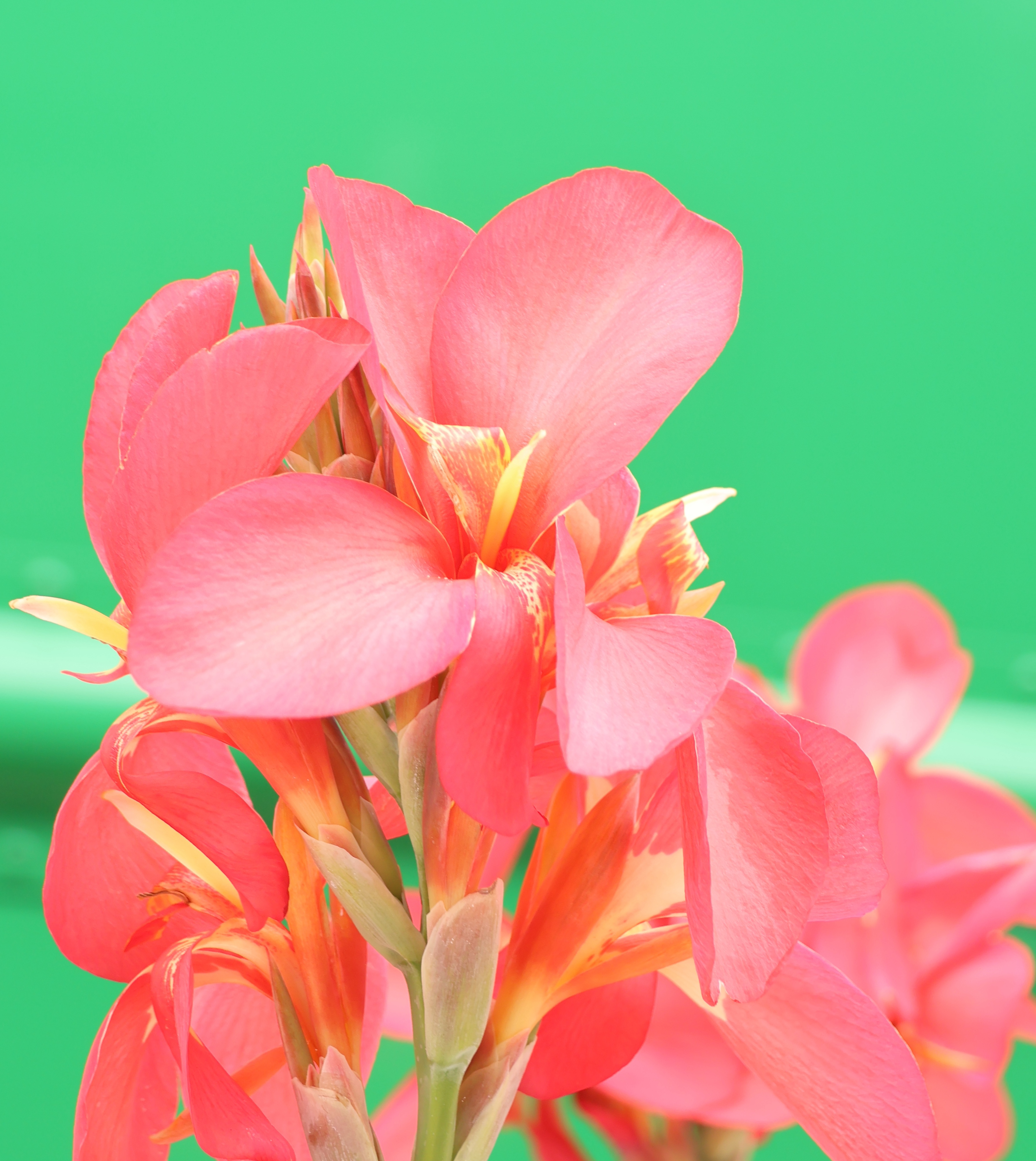 Pink Flowers with Green Background