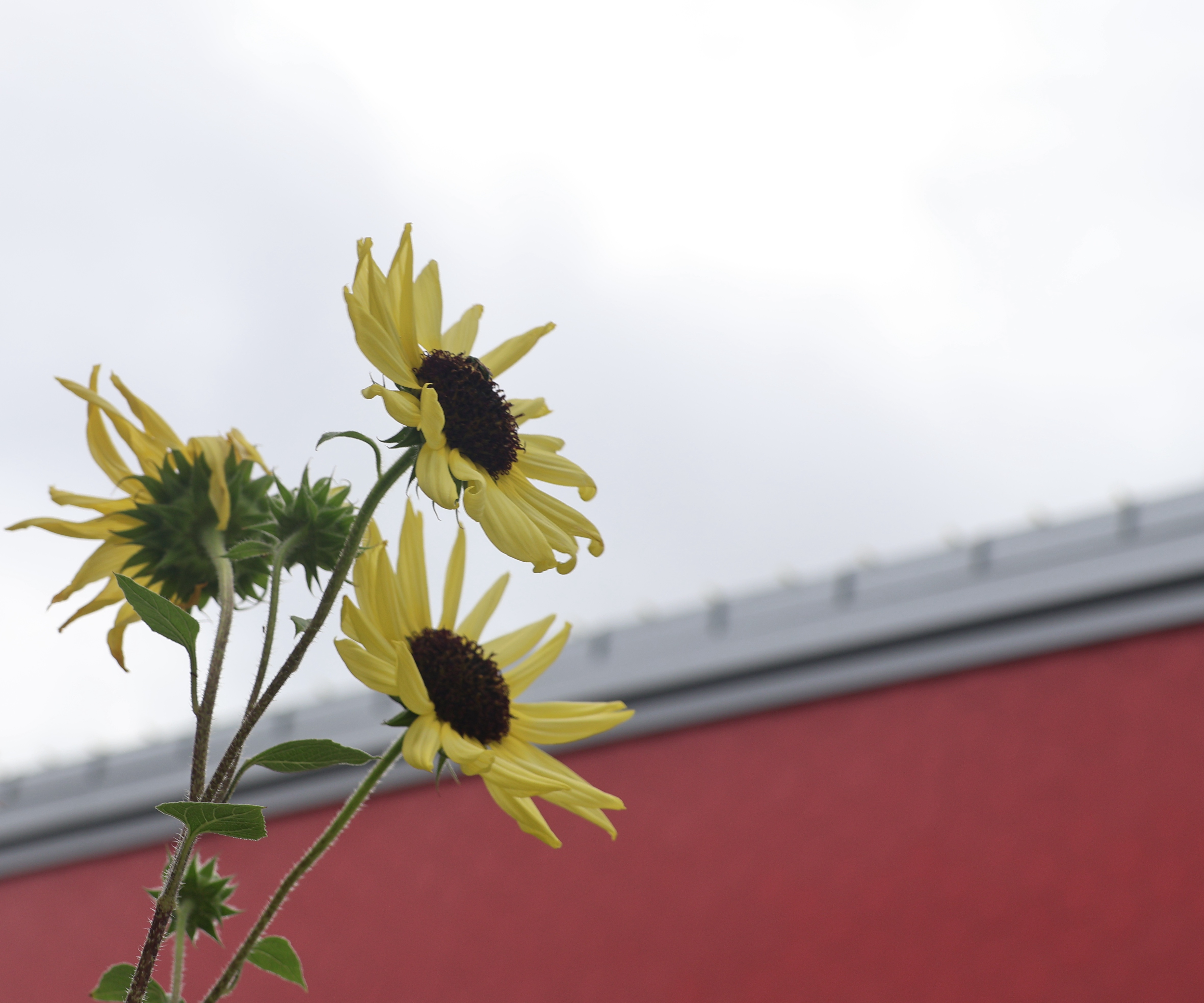 Yellow Flowers with Red Background