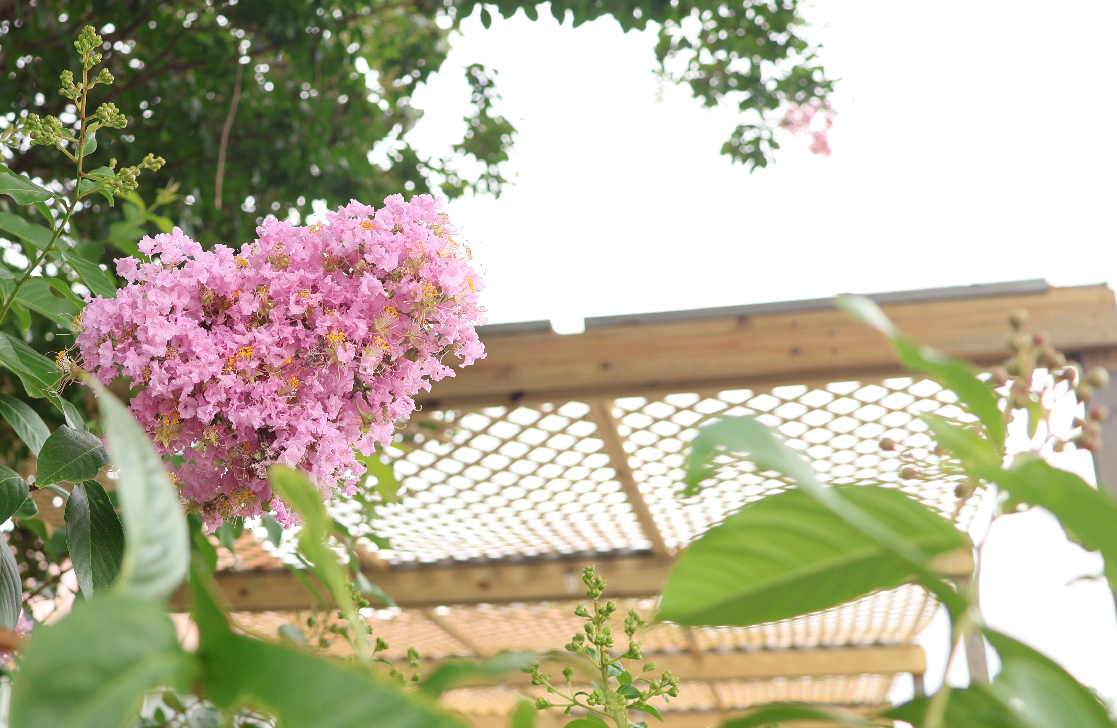 Pink Flowers - Angle 1