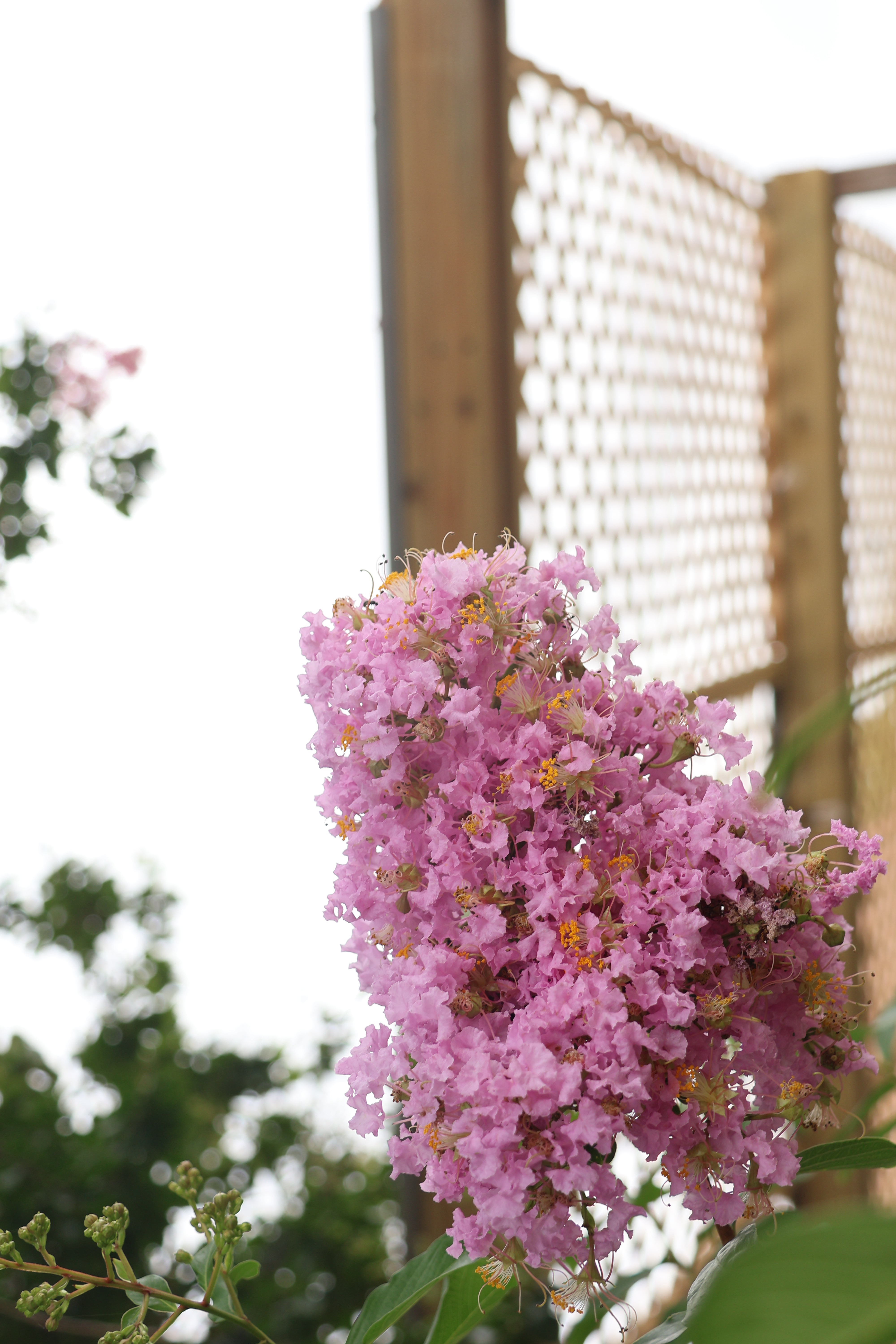 Pink Flowers - Angle 2
