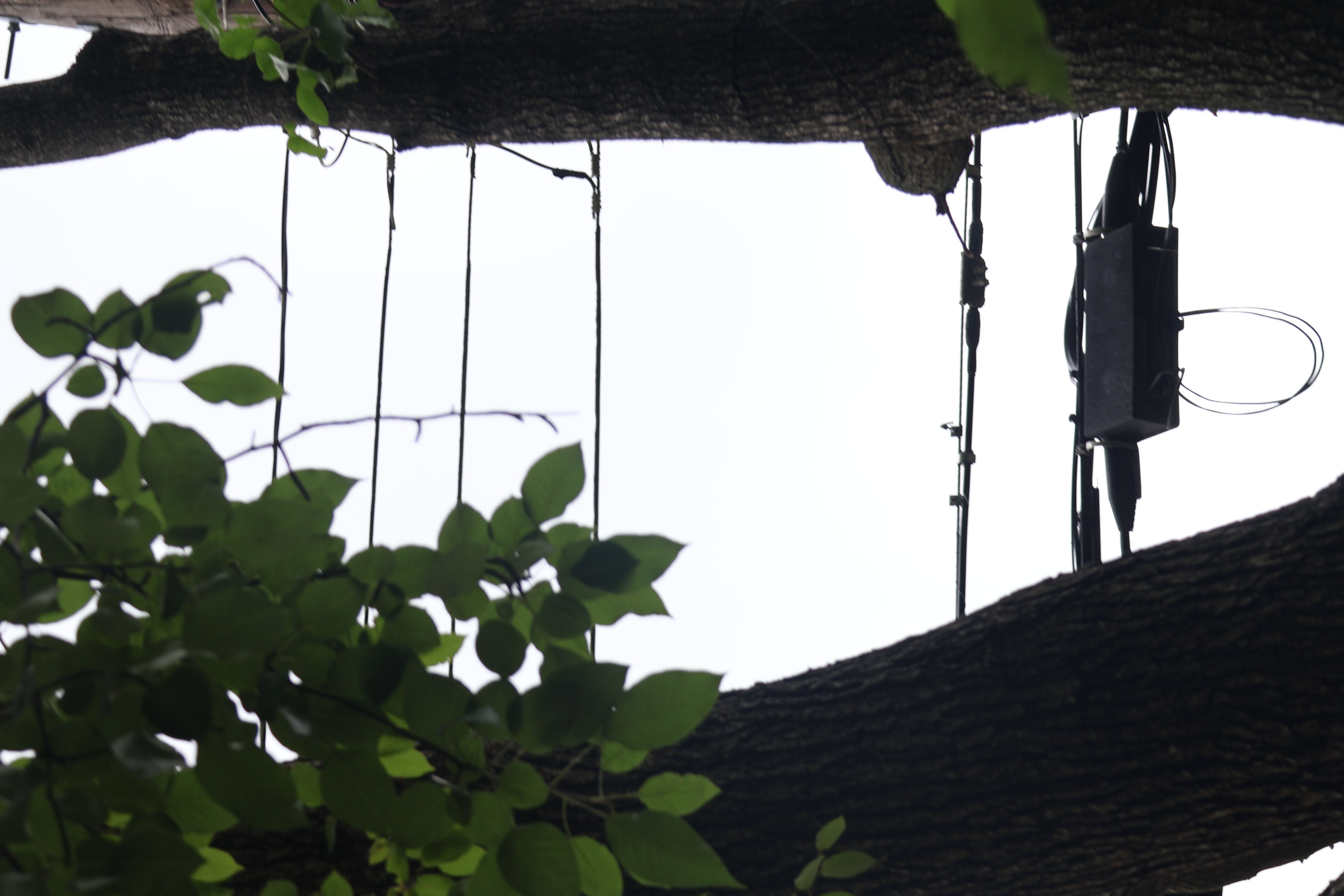 Tree with Power Lines