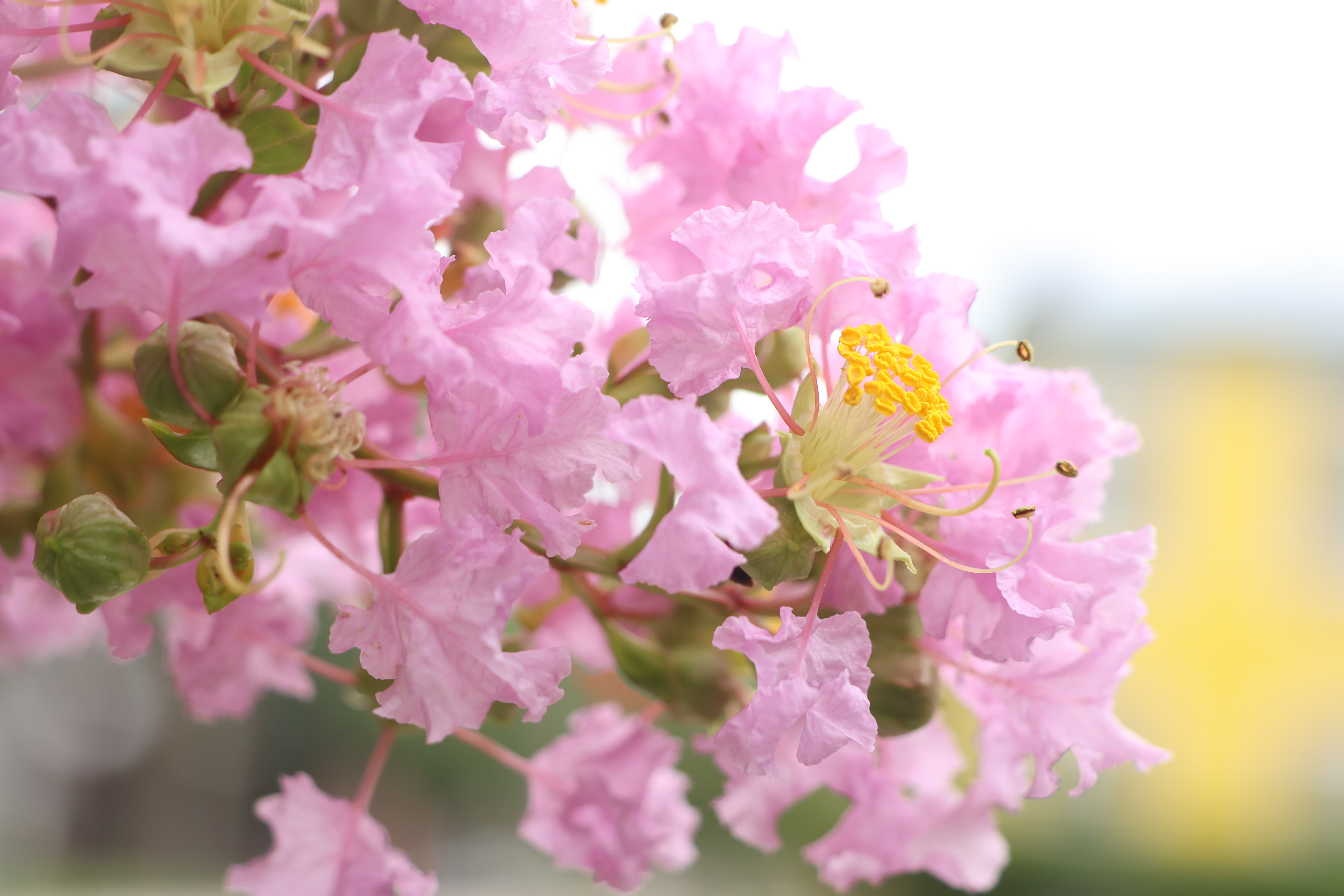 Pink Flowers with Yellow Background