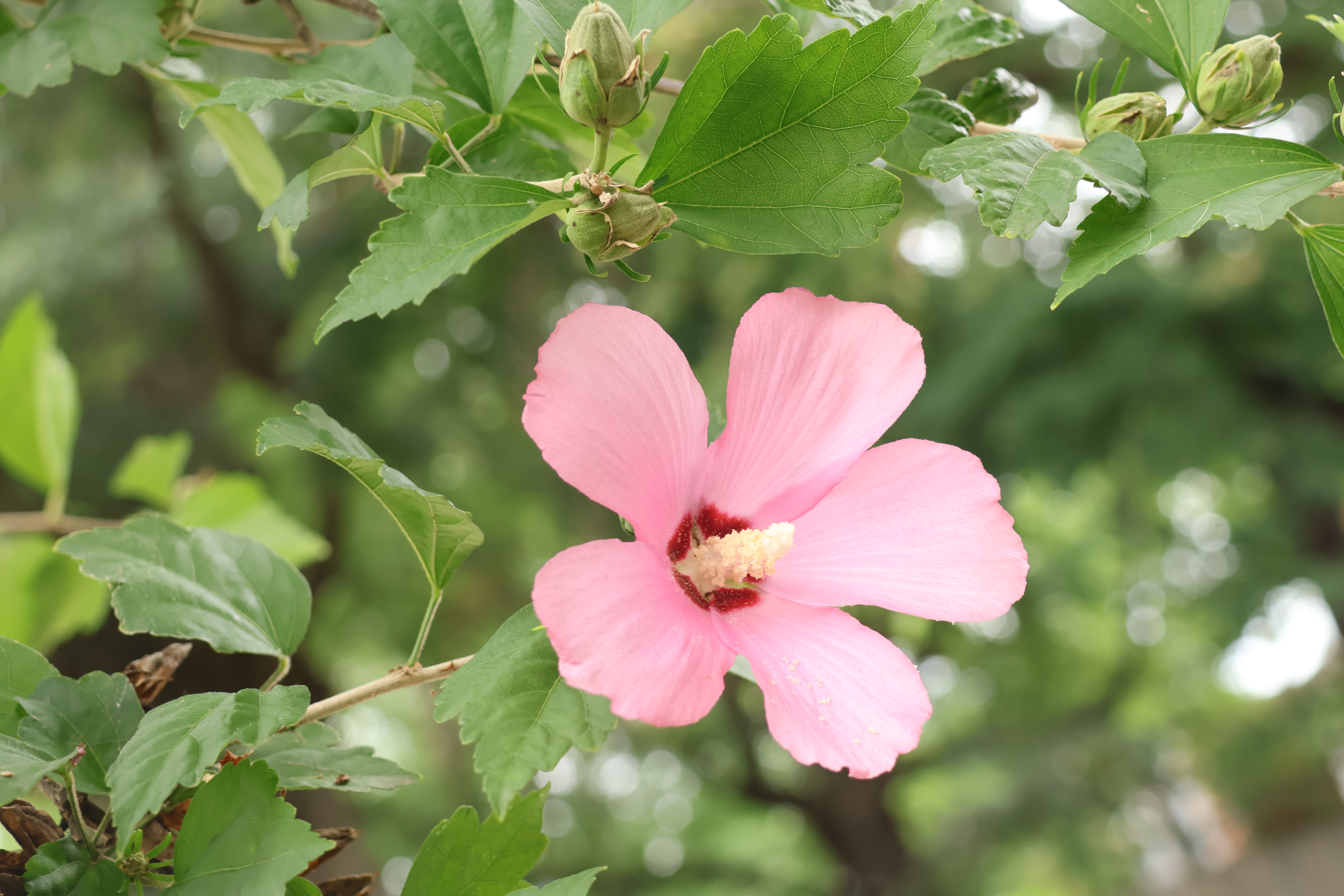 Hibiscus Flower