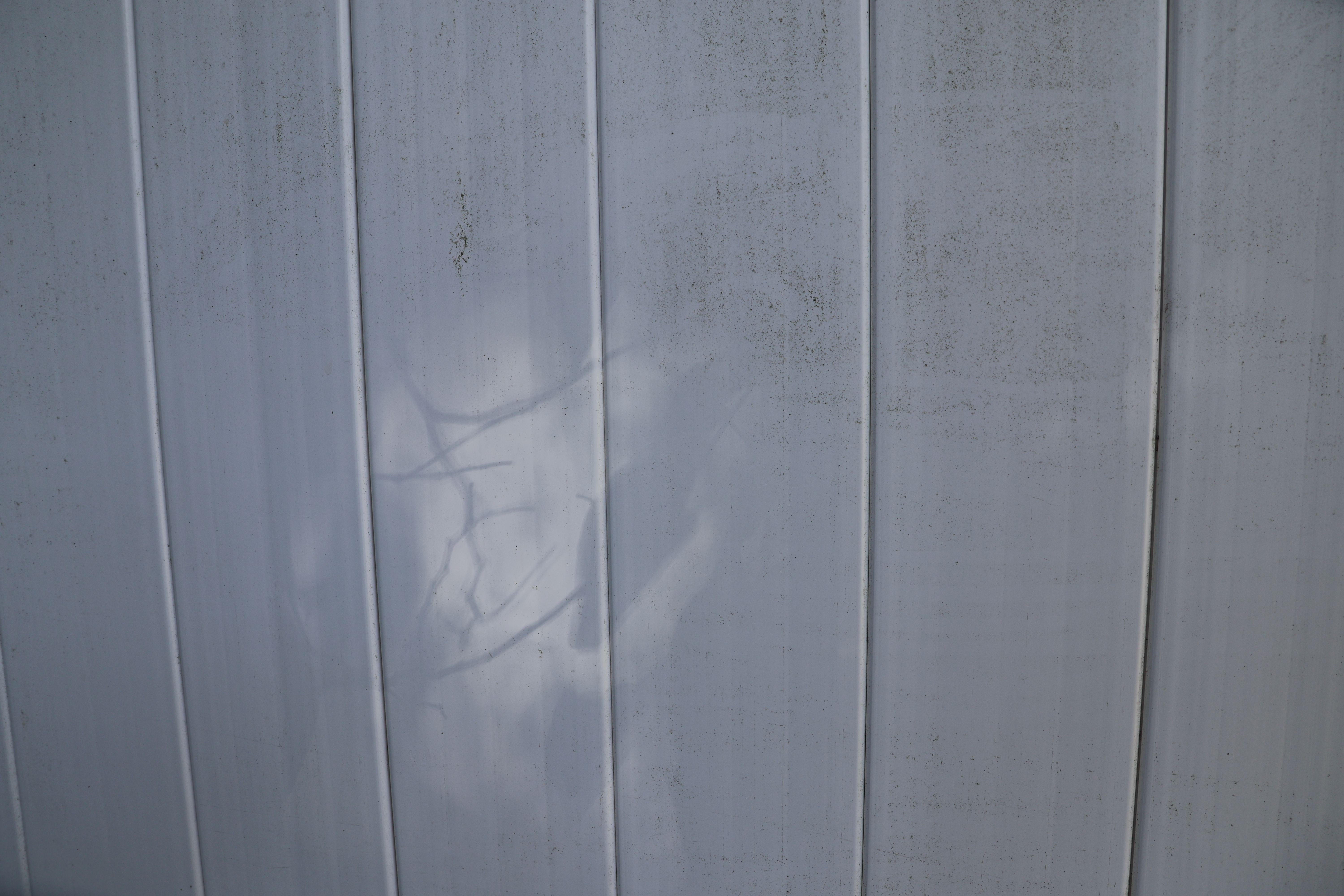 Shadow of a Tree Branch on a Fence