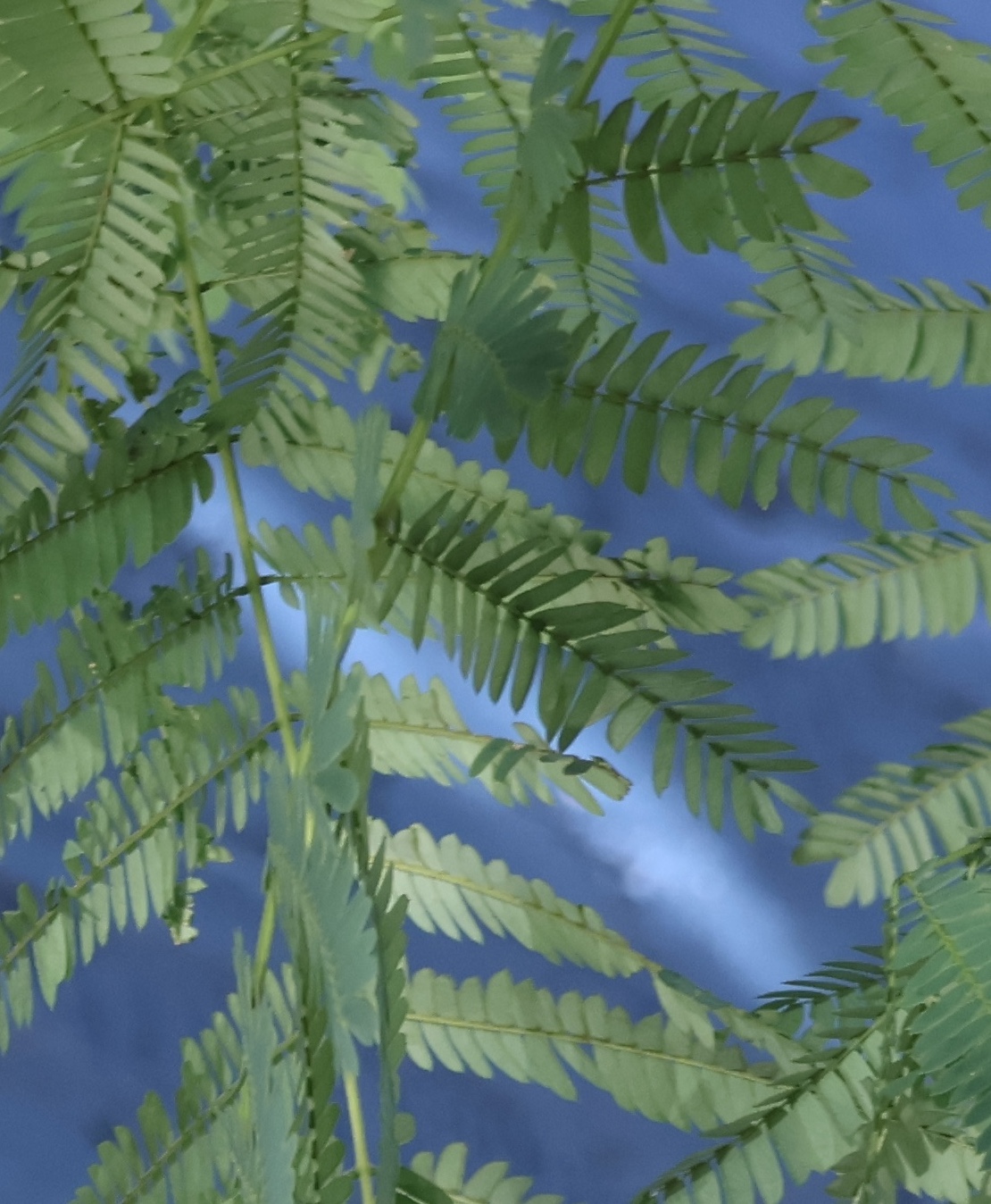 Green Leaves and a Blue Background
