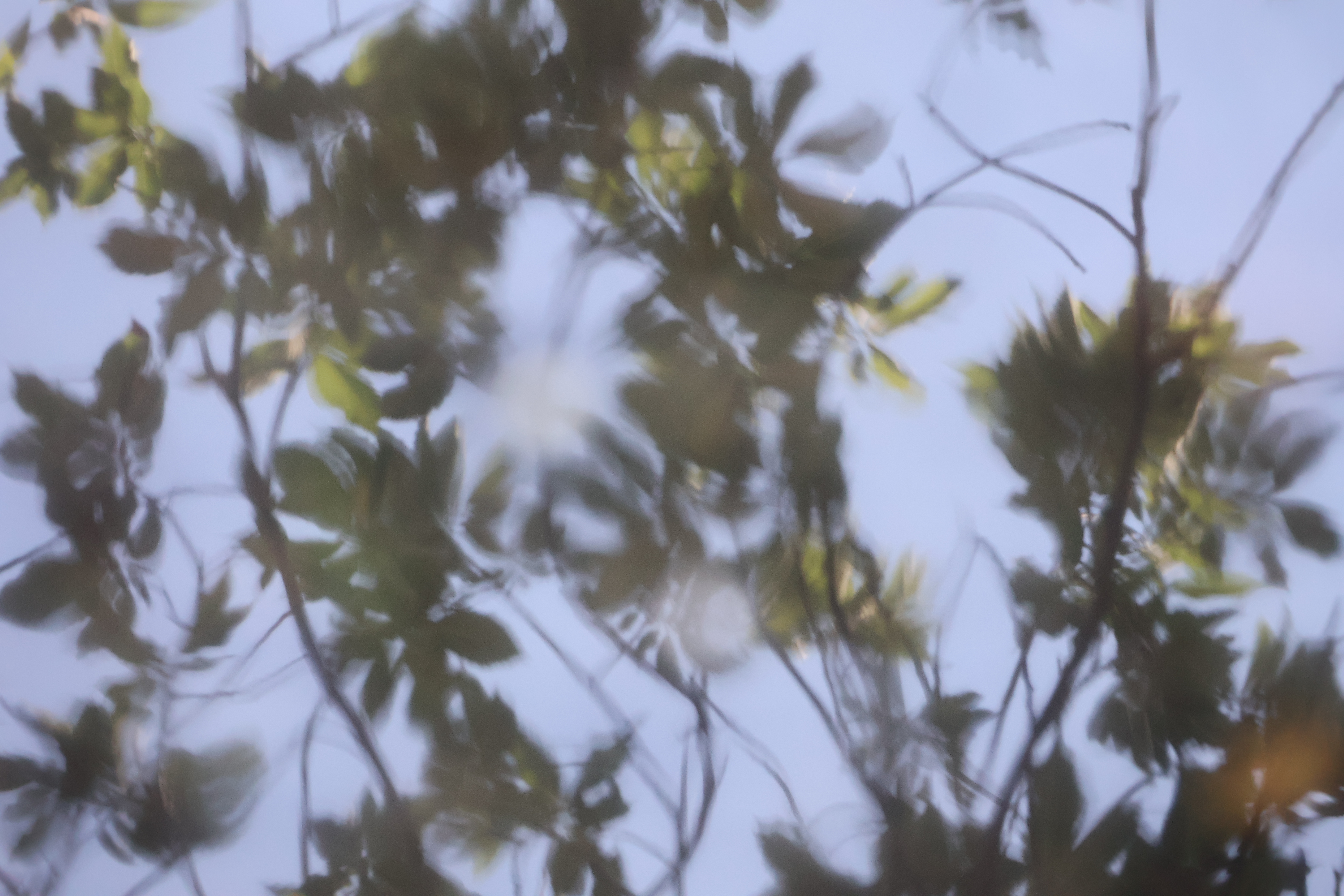 Reflection of Leaves