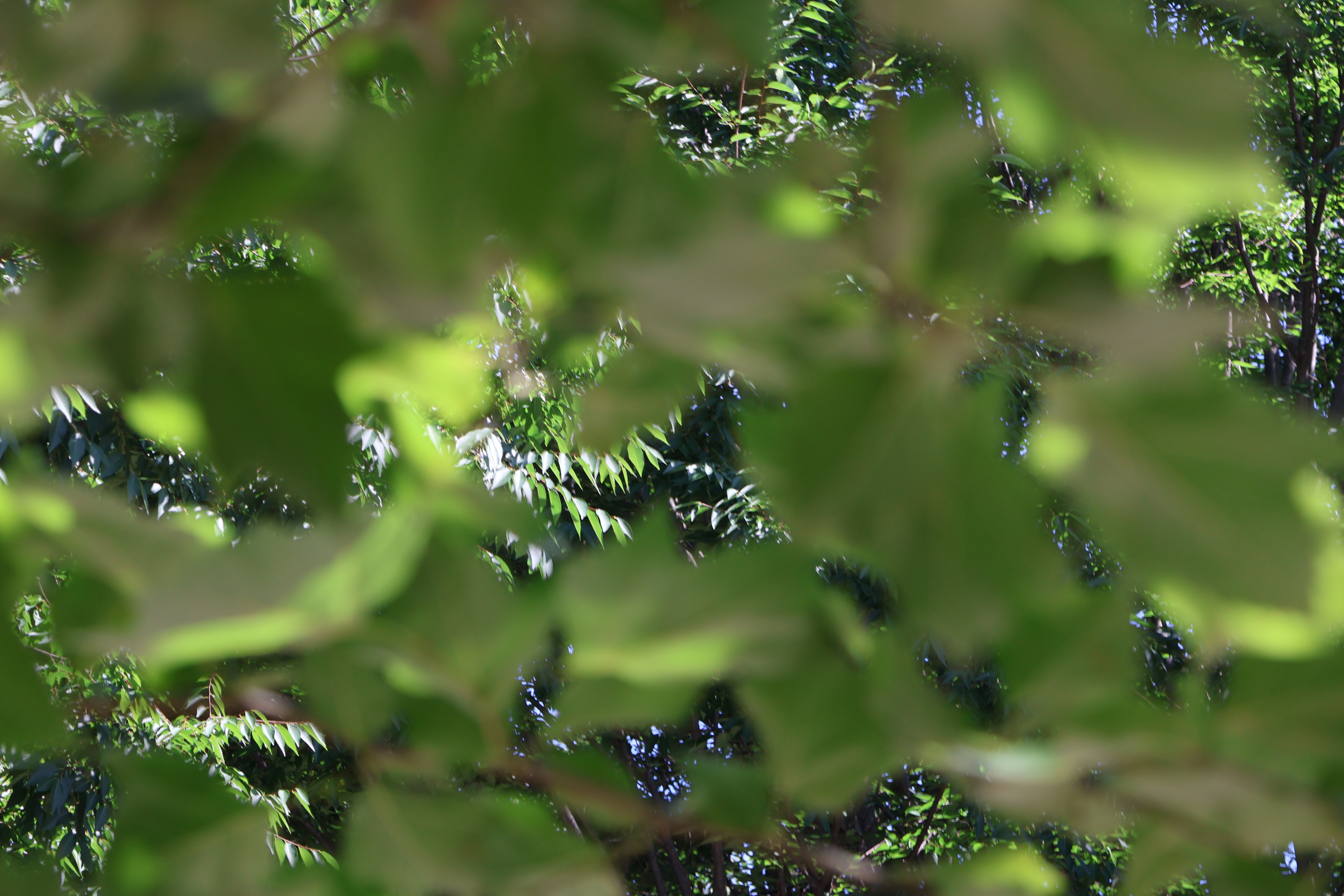 Leaves through Leaves