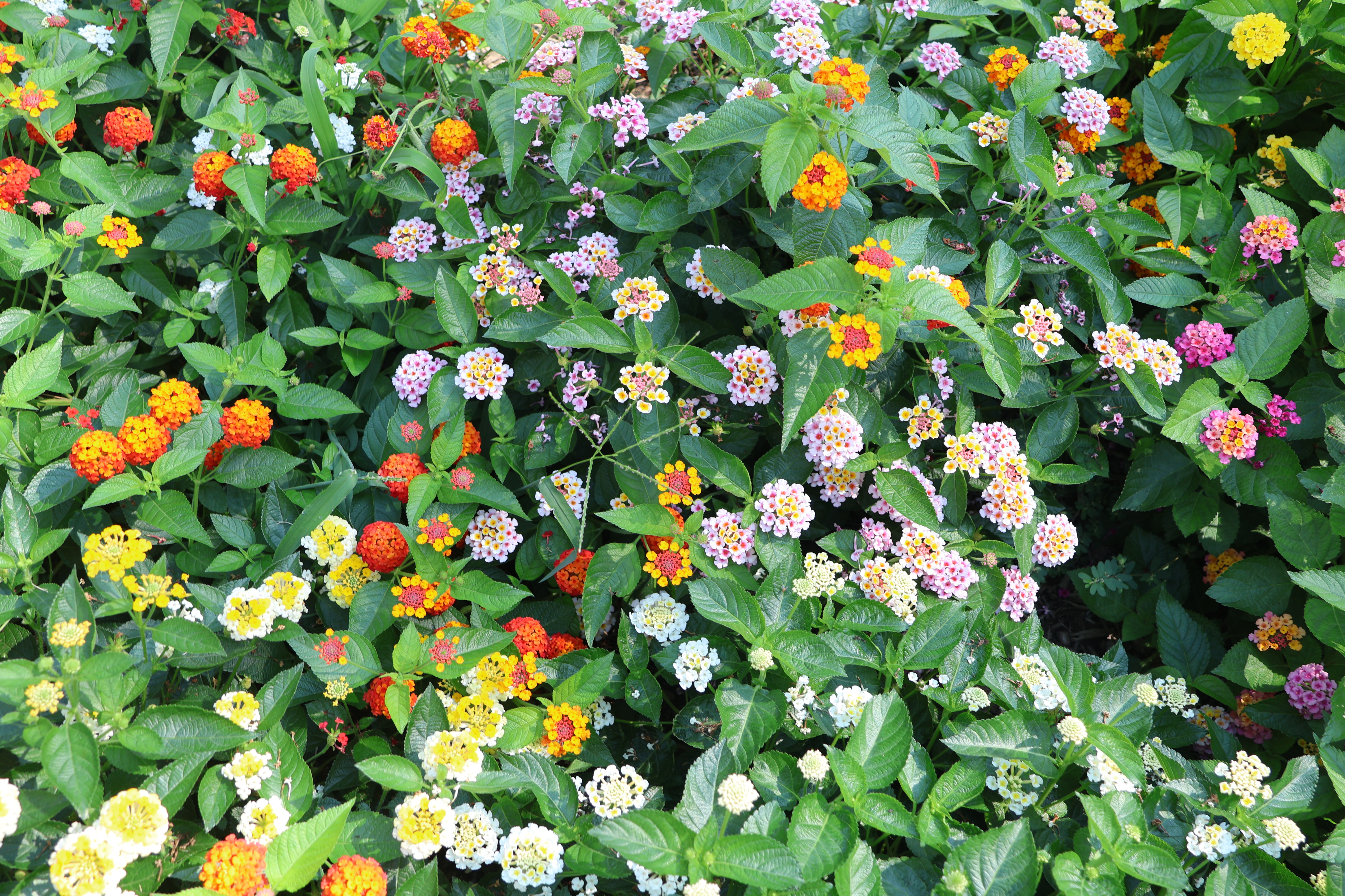 Vibrant Flowers