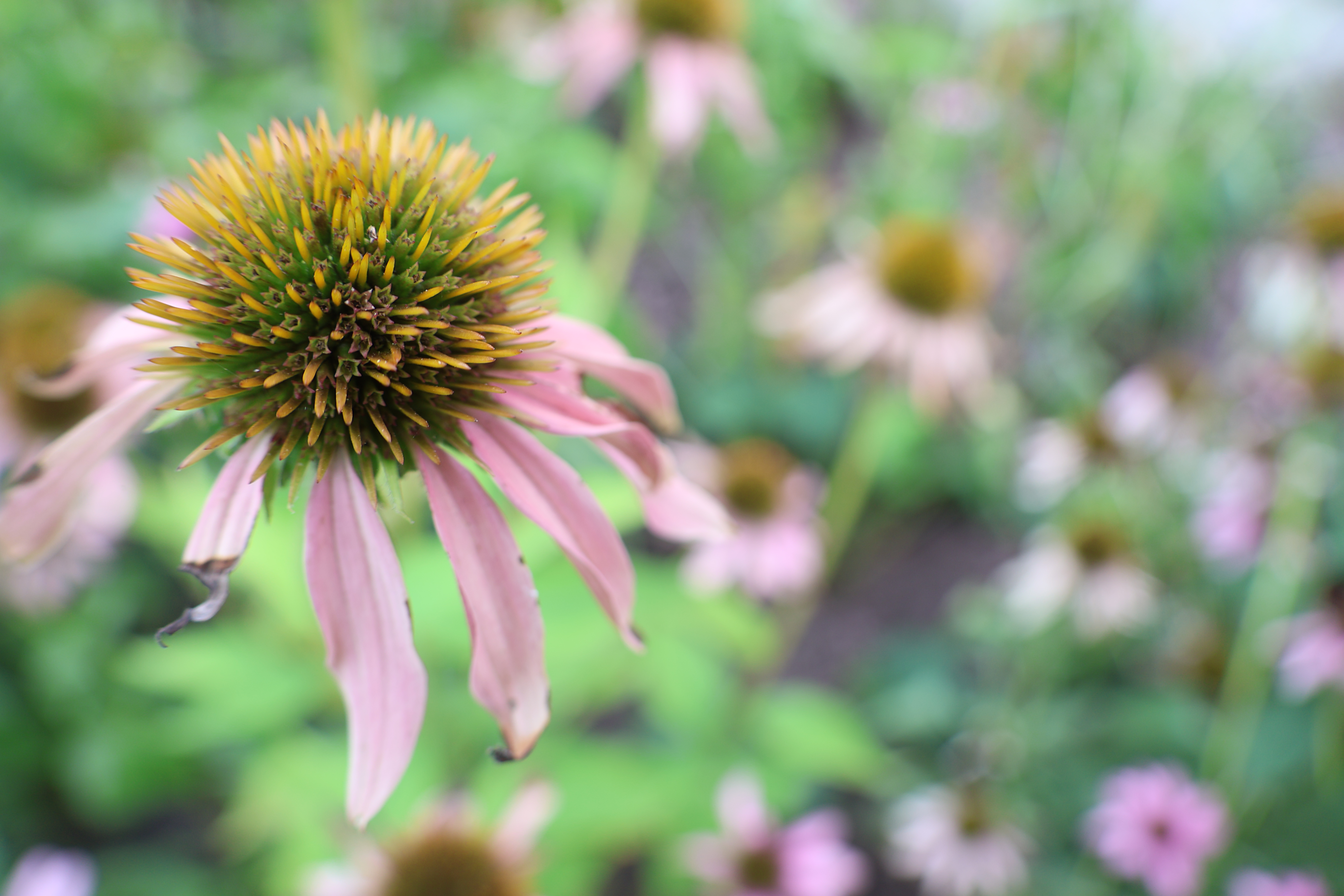 Coneflower