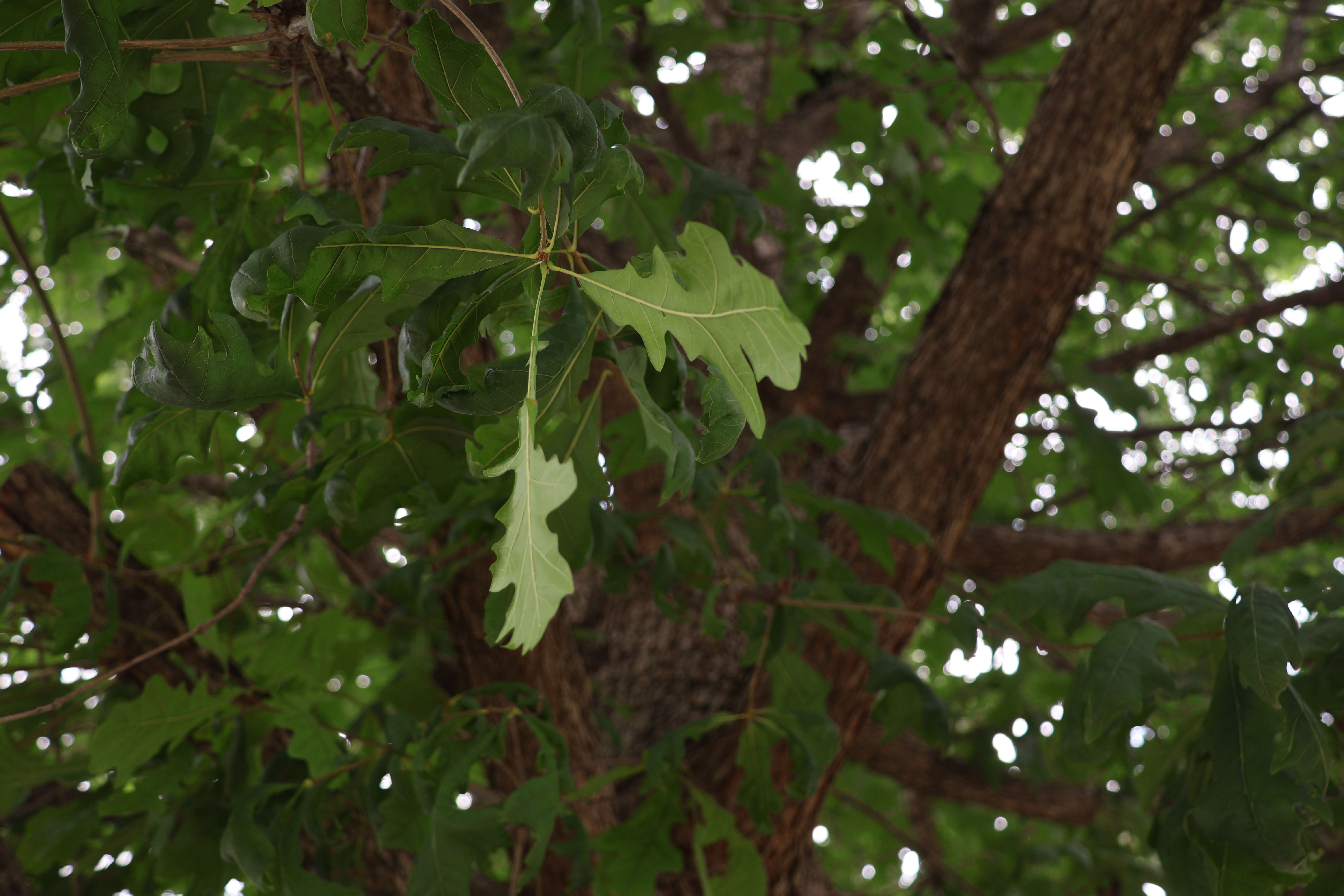 Leaves on a Tree
