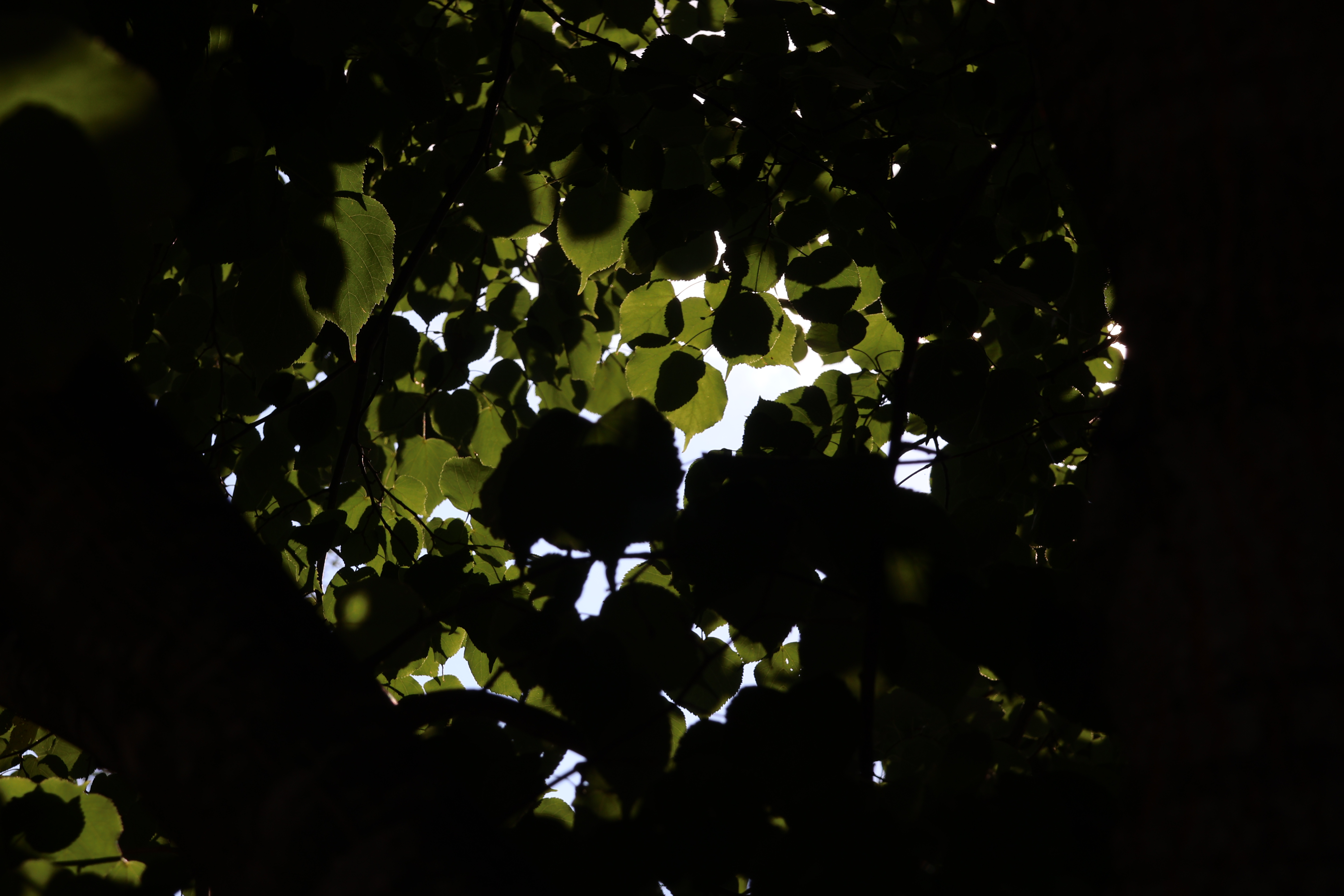 Under-exposed Leaves for the Effect