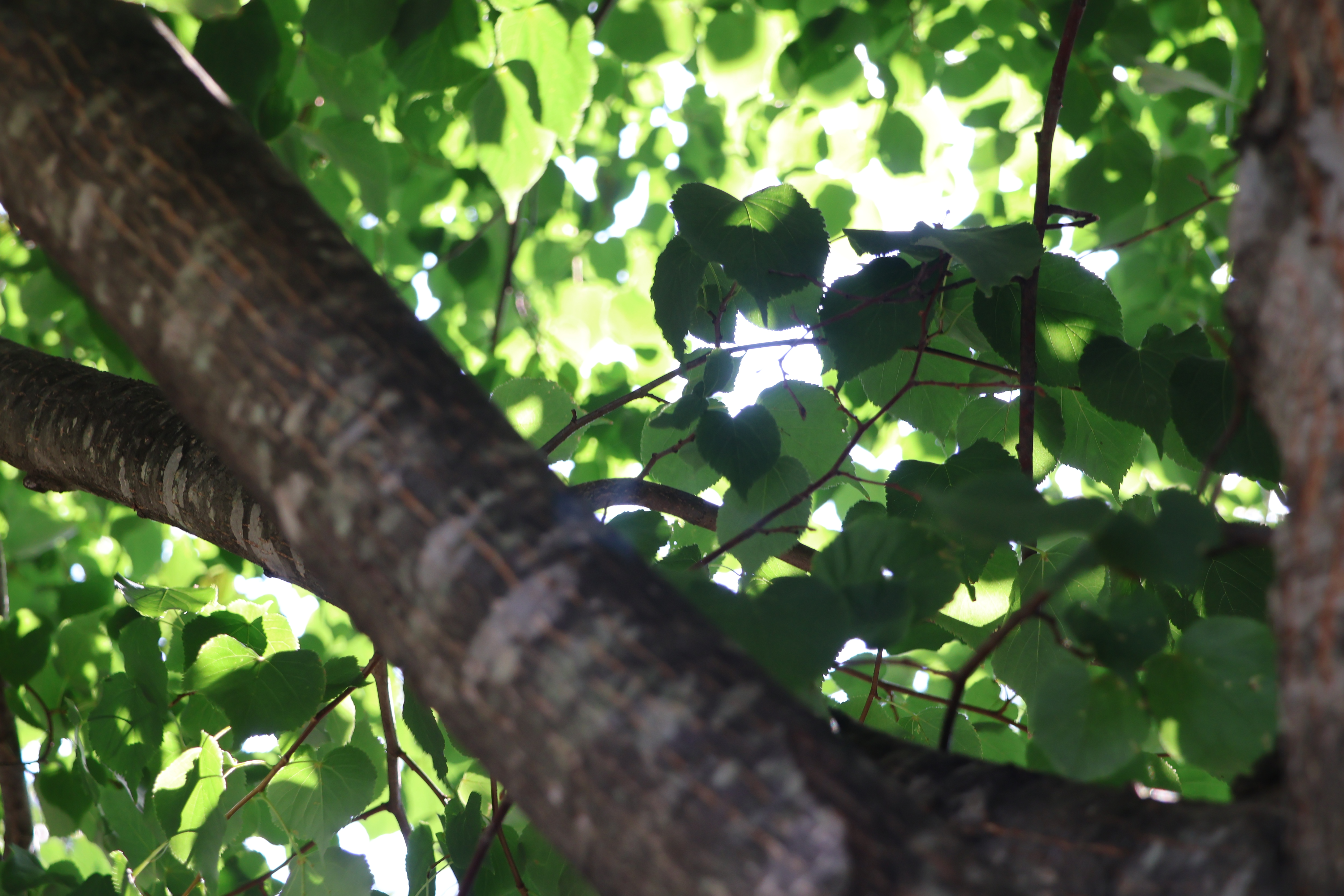 Exposed Leaves