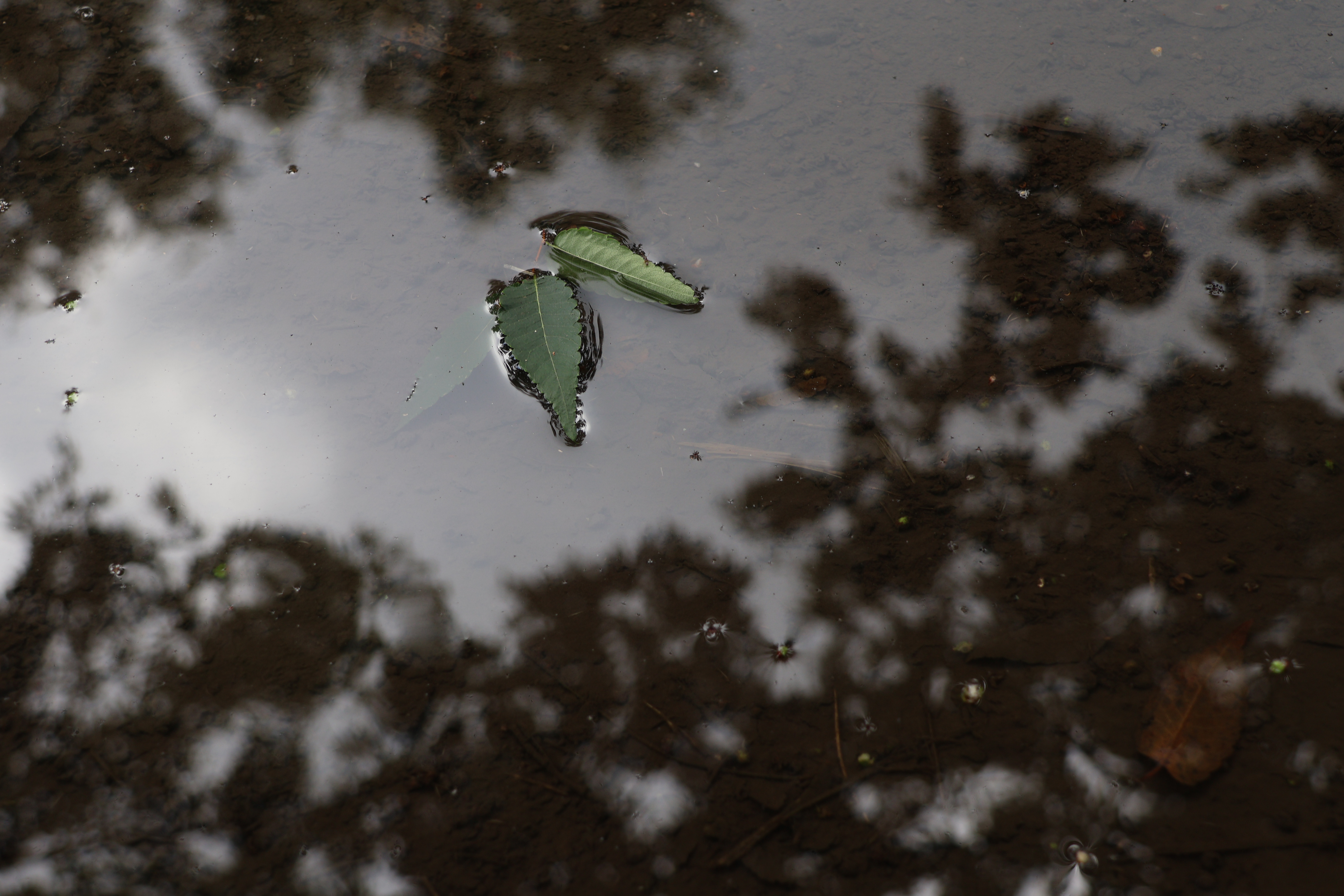 Leaves in a Puddle