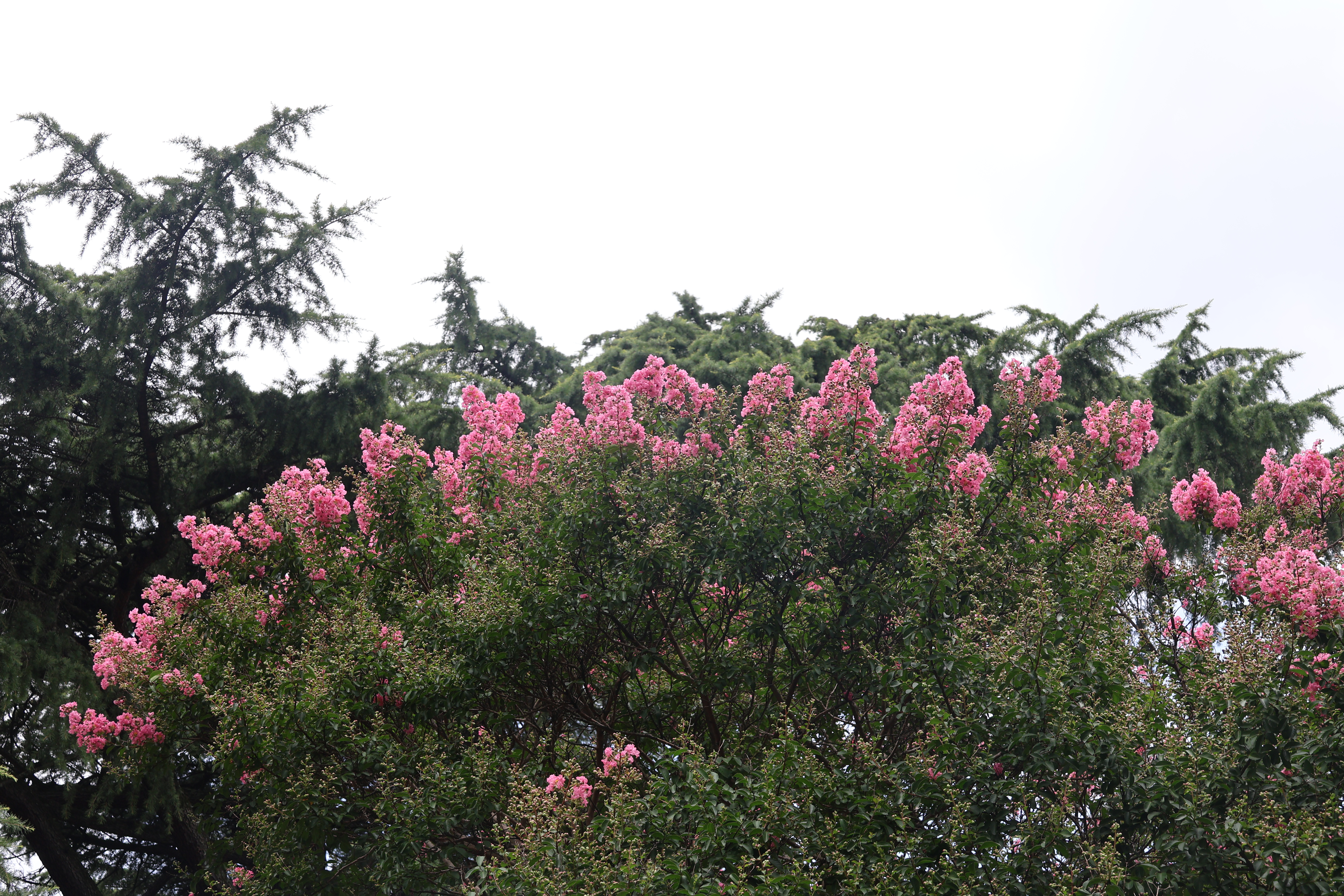 Treetops