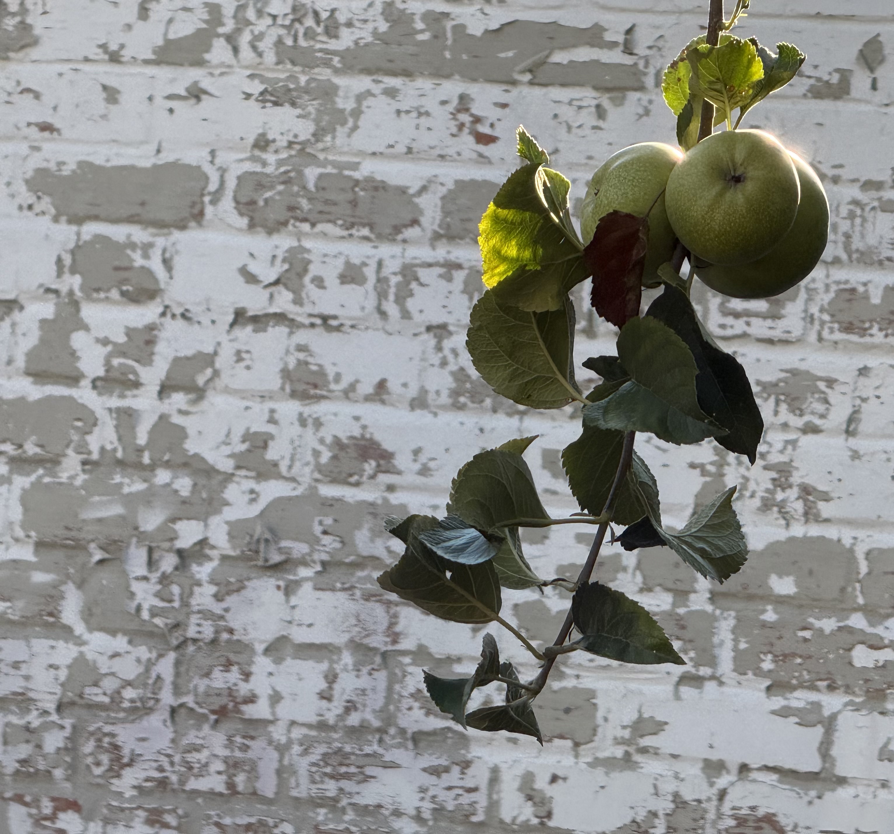 More Apples