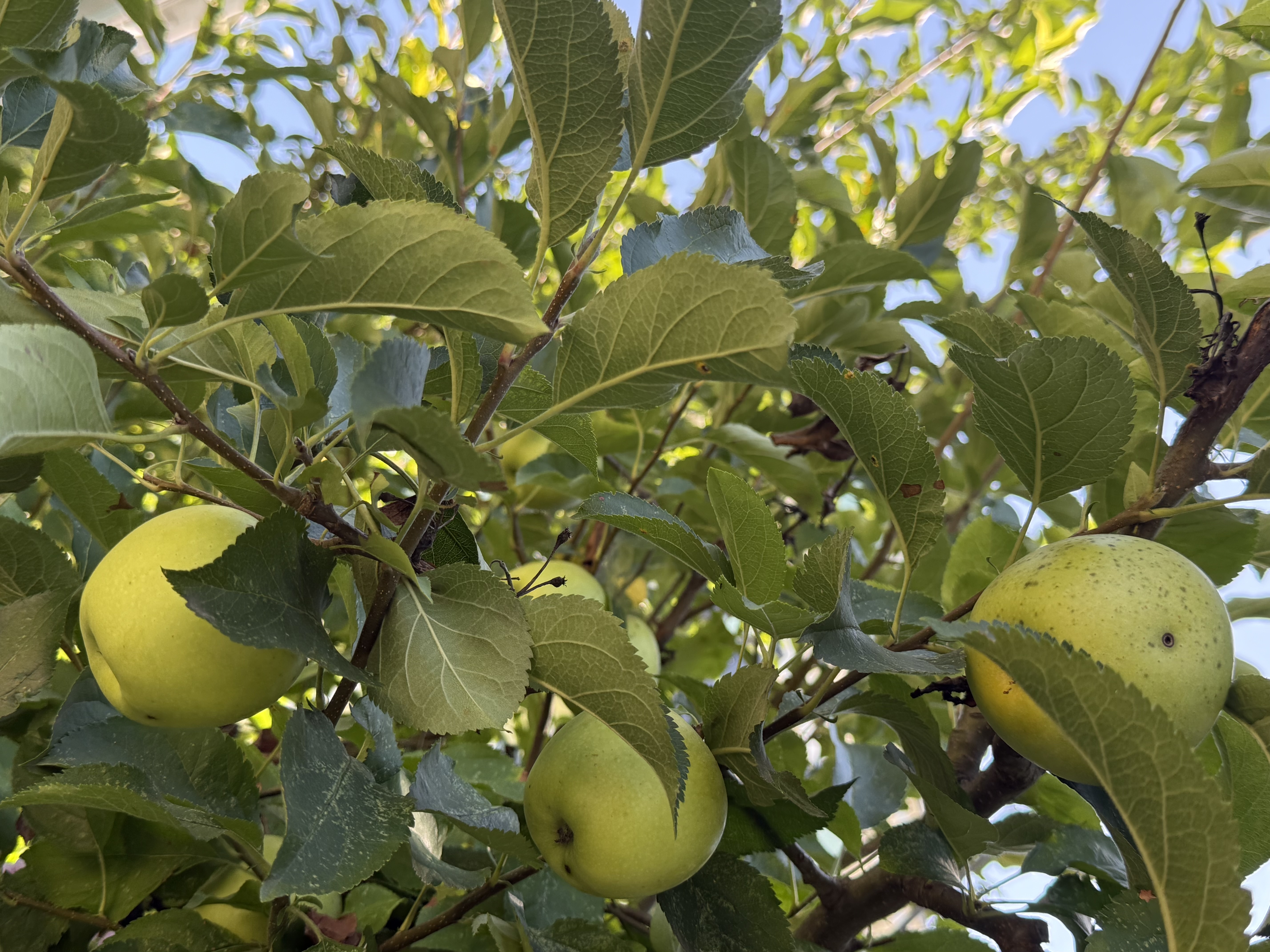 Apple Tree
