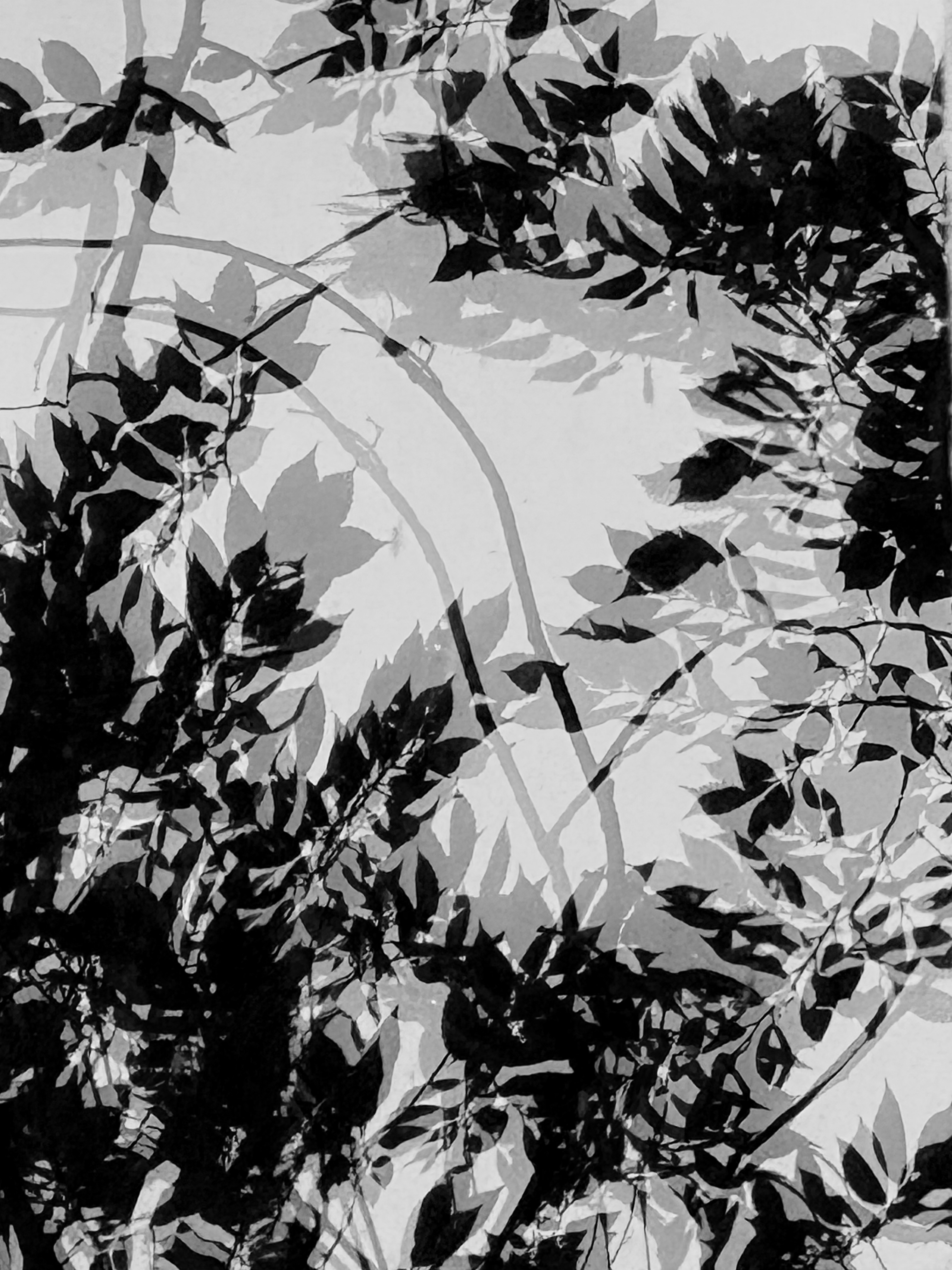 Black and White Reflection of Leaves