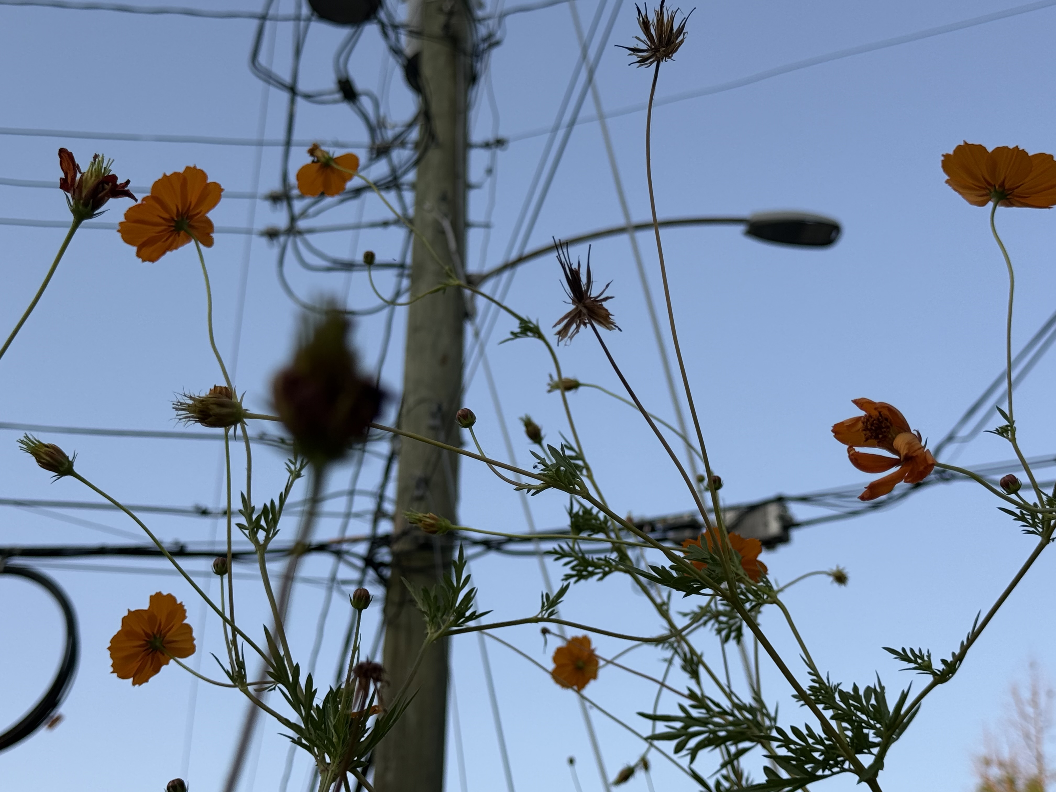 Flowers and Power Lines