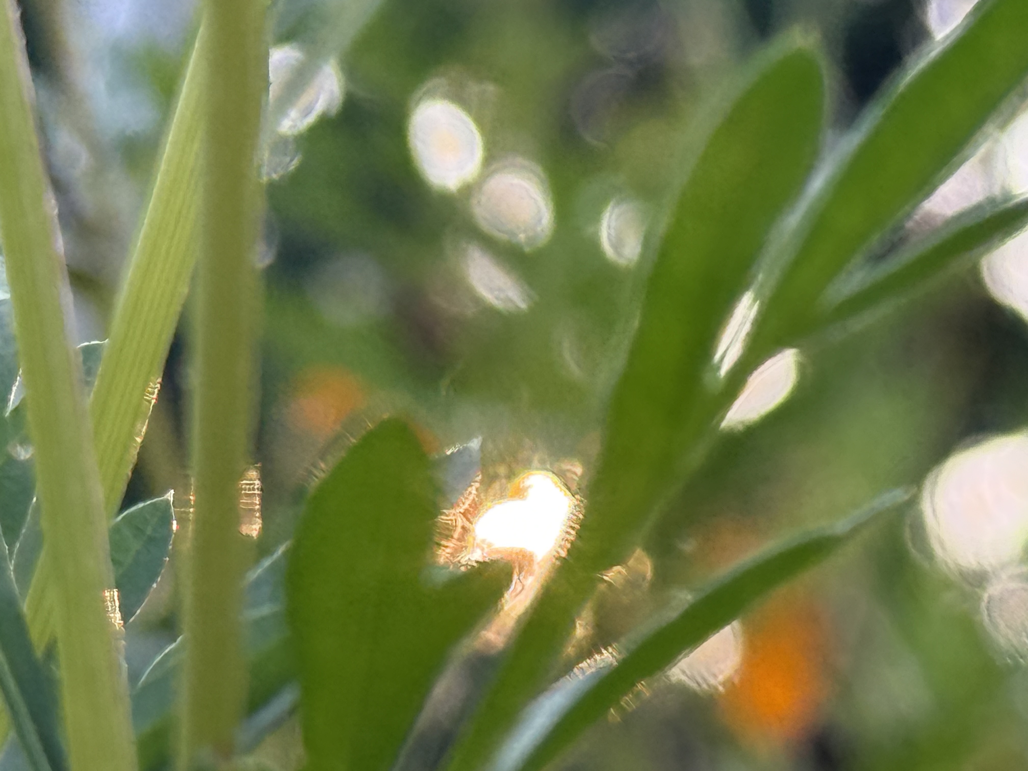 Flowers and The Sun 2