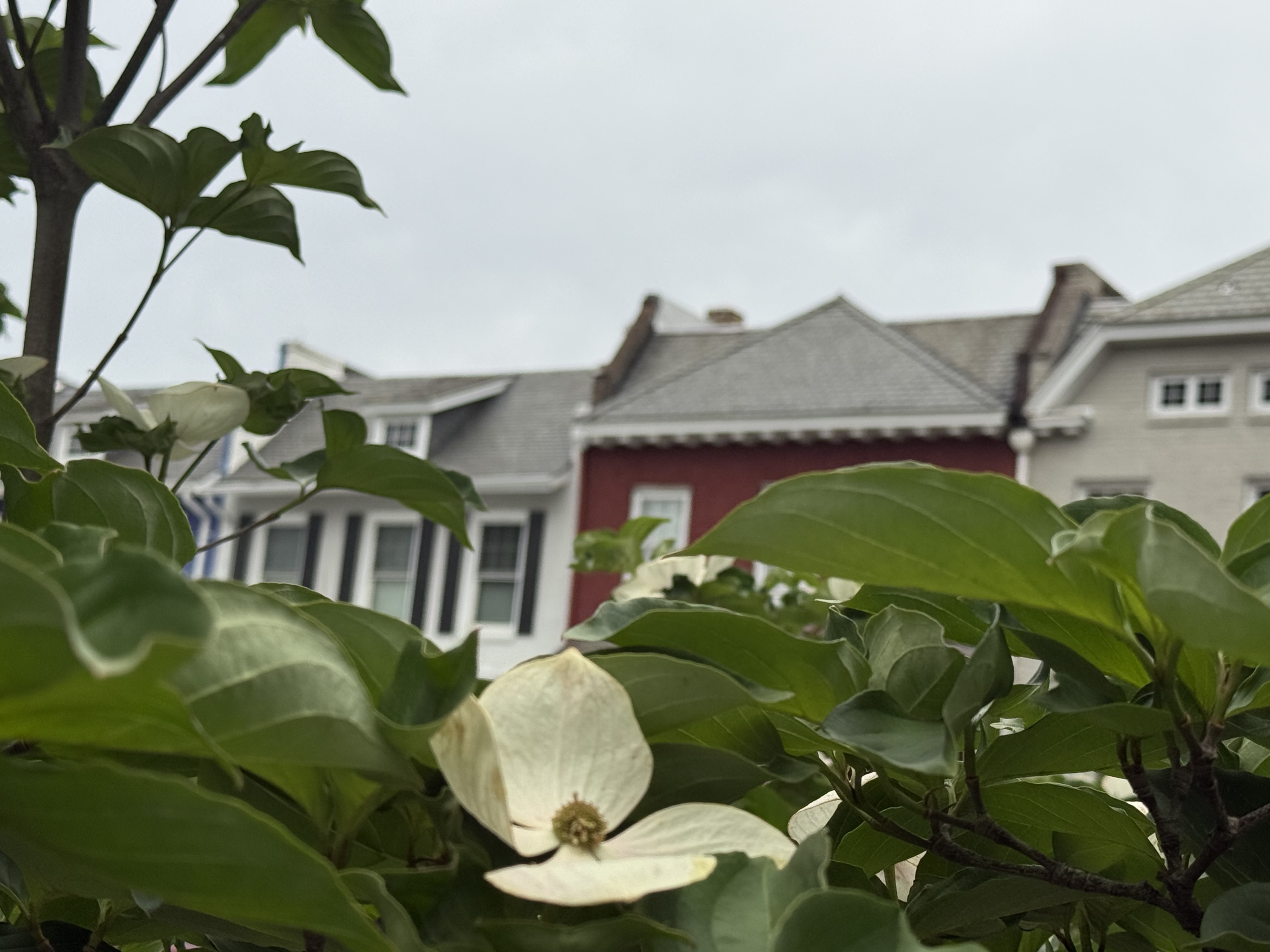 Flower with Homes in the Background