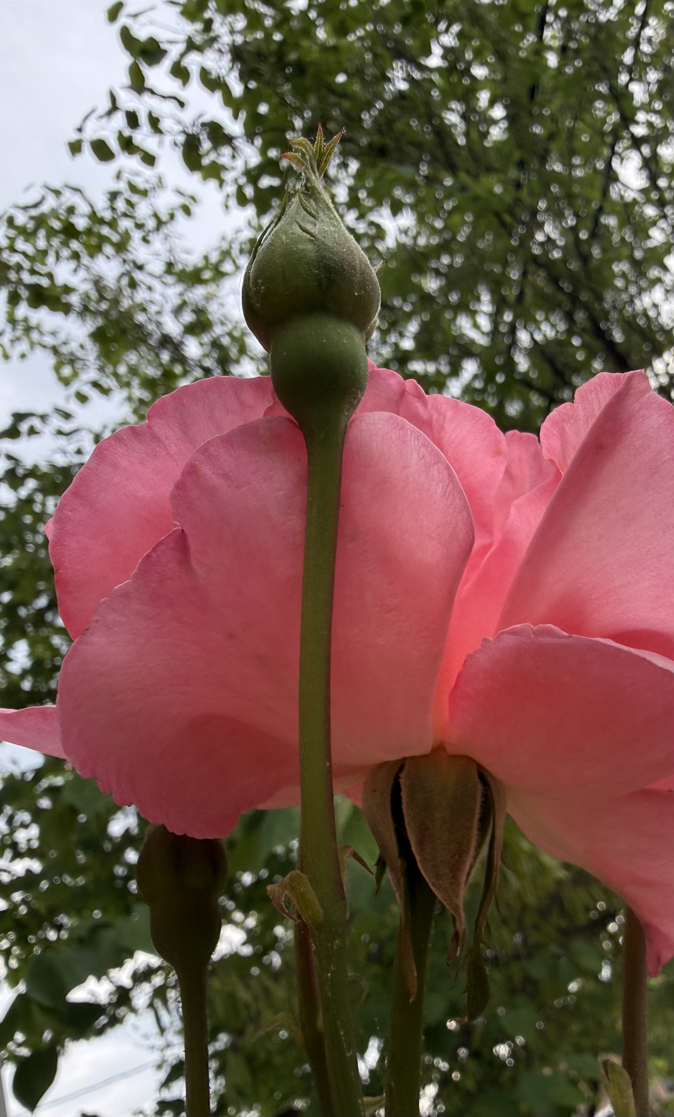 Pink Buds Opening