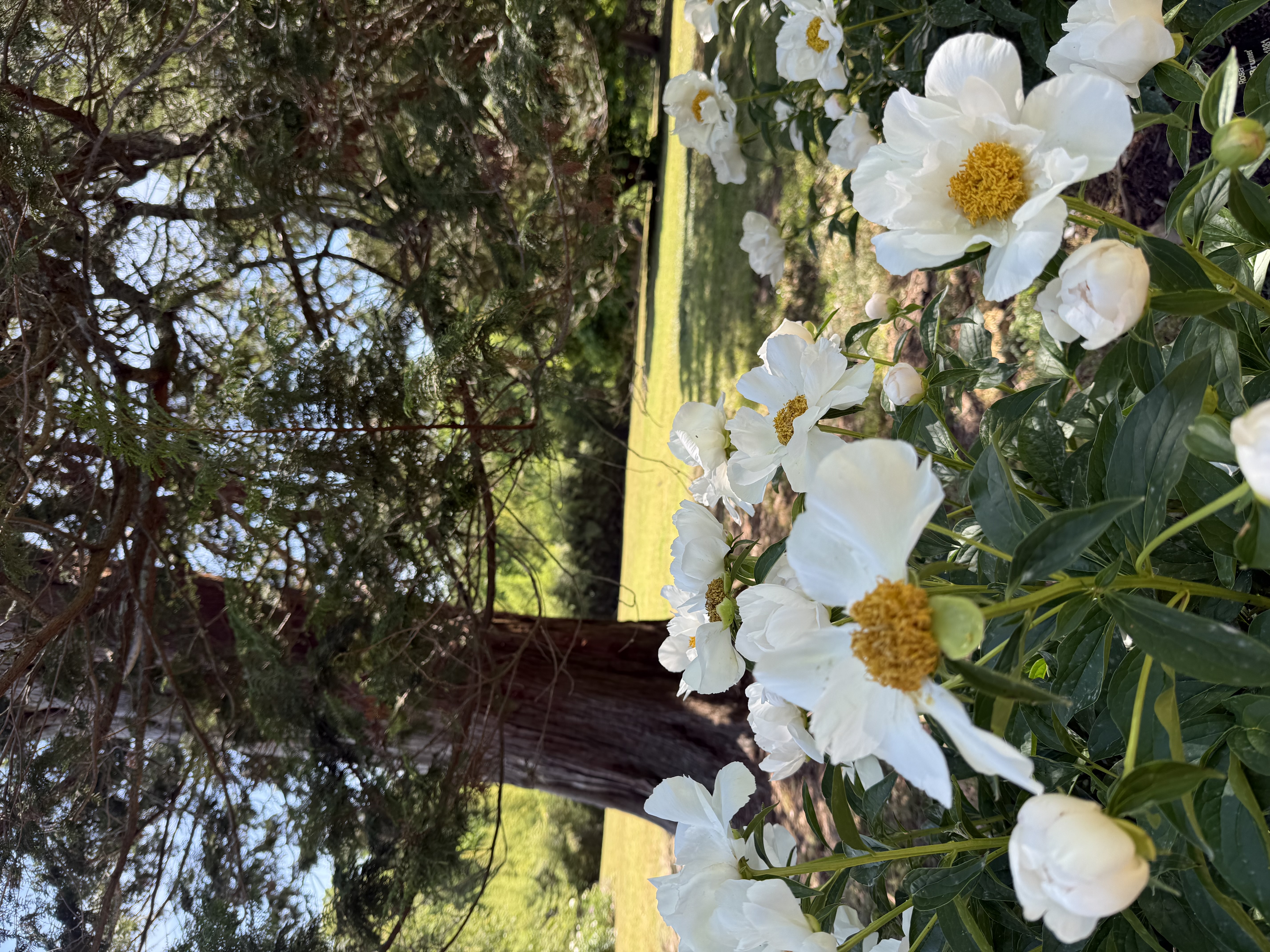 White and Yellow Flowers
