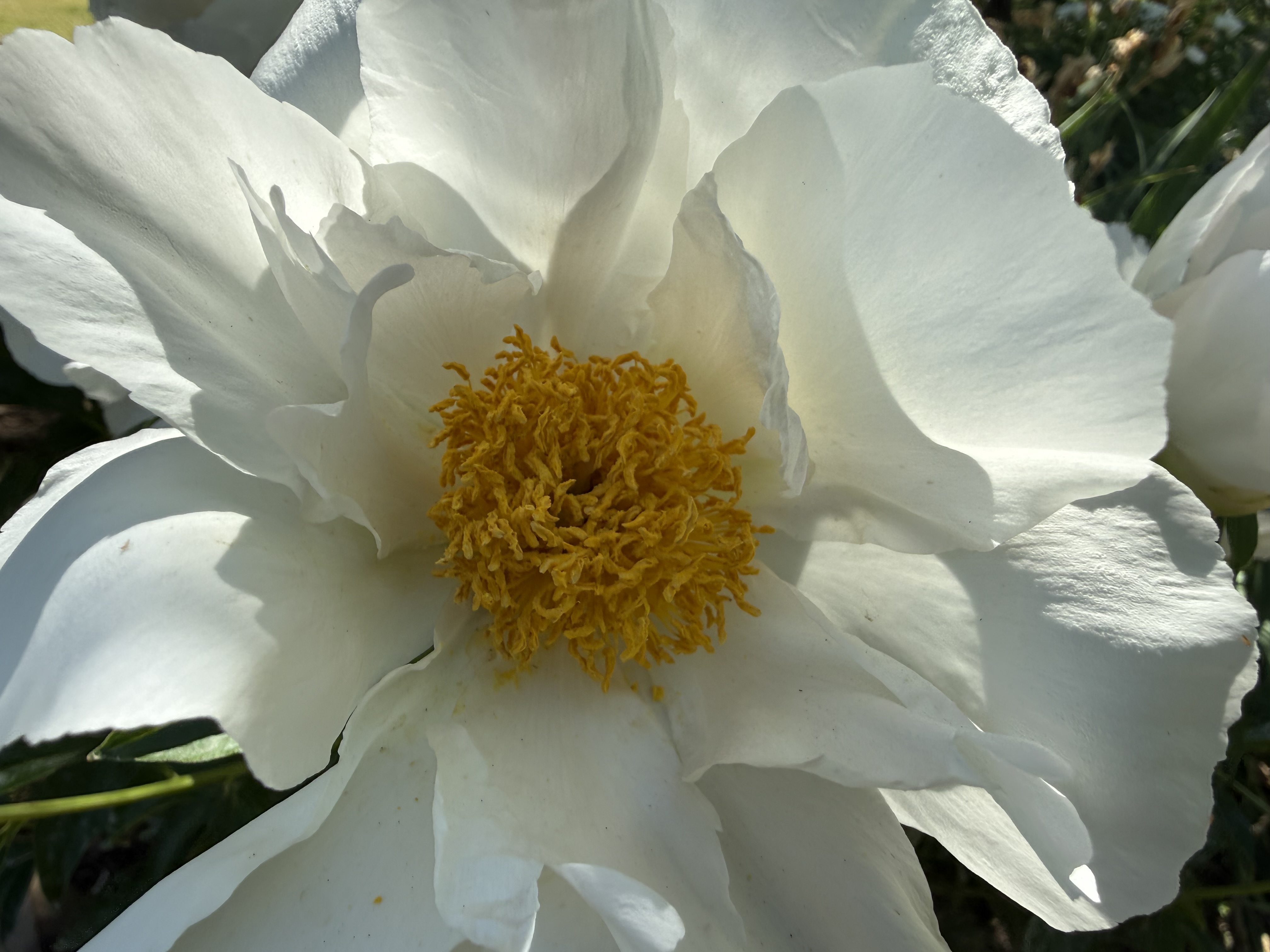 White and Yellow Flower