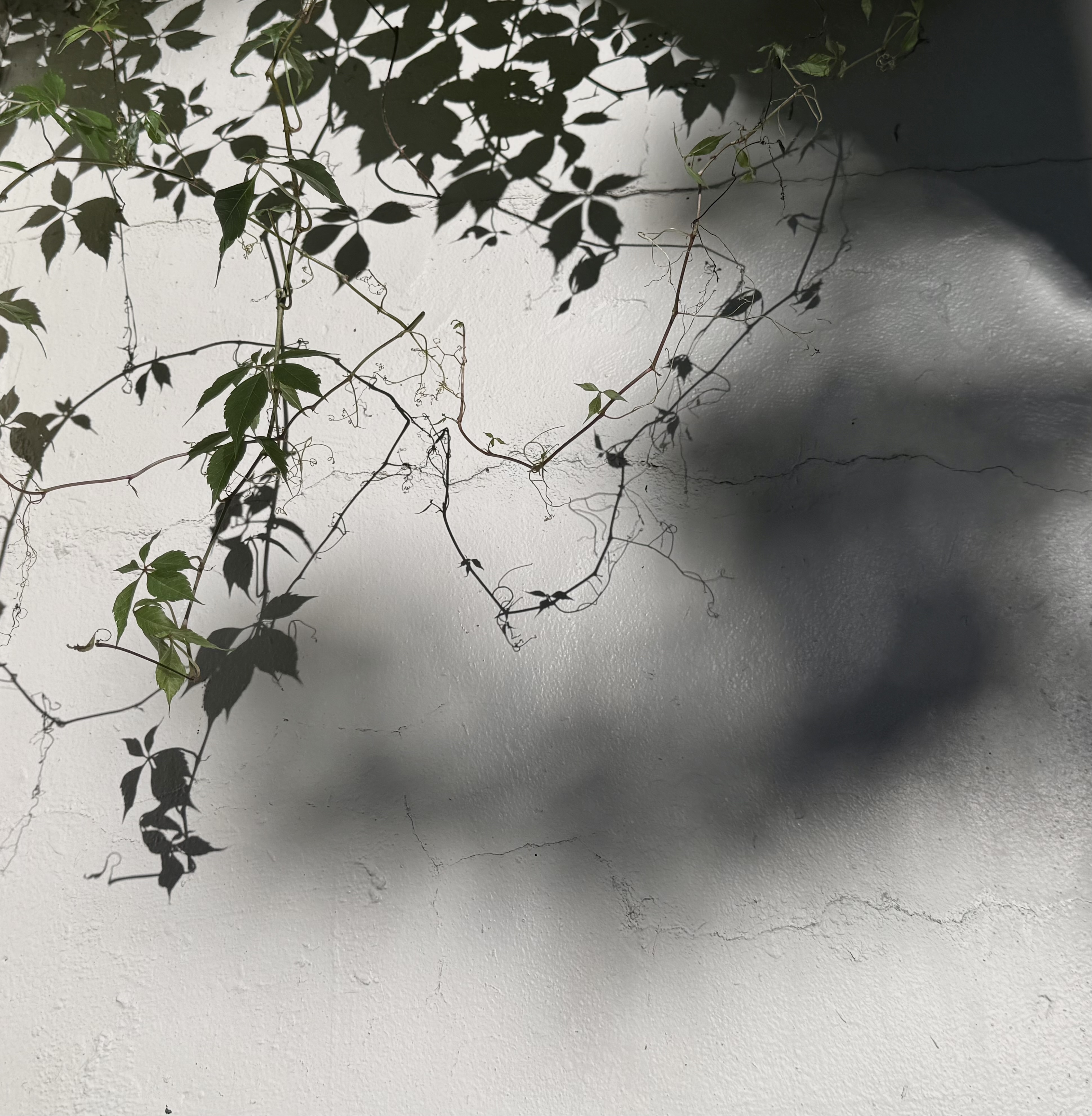Shadows of Green Leaves