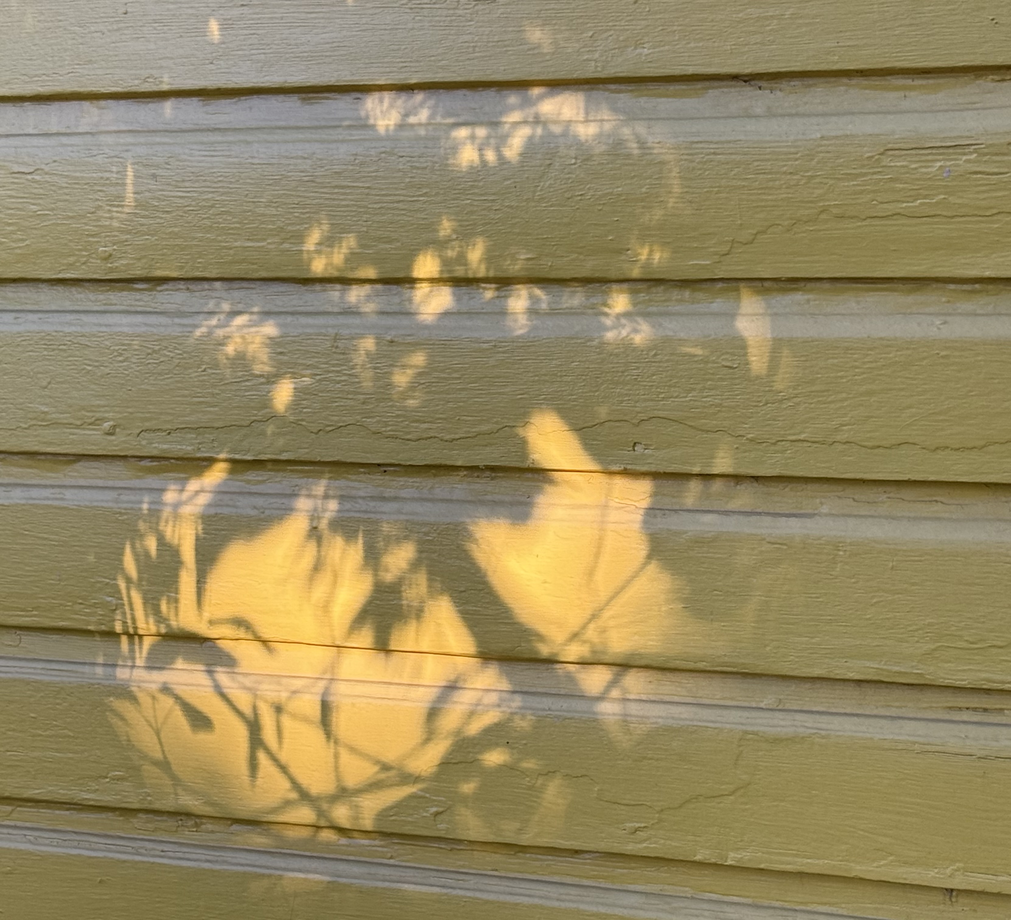 Shadows on a Yellow Wall, Cropped