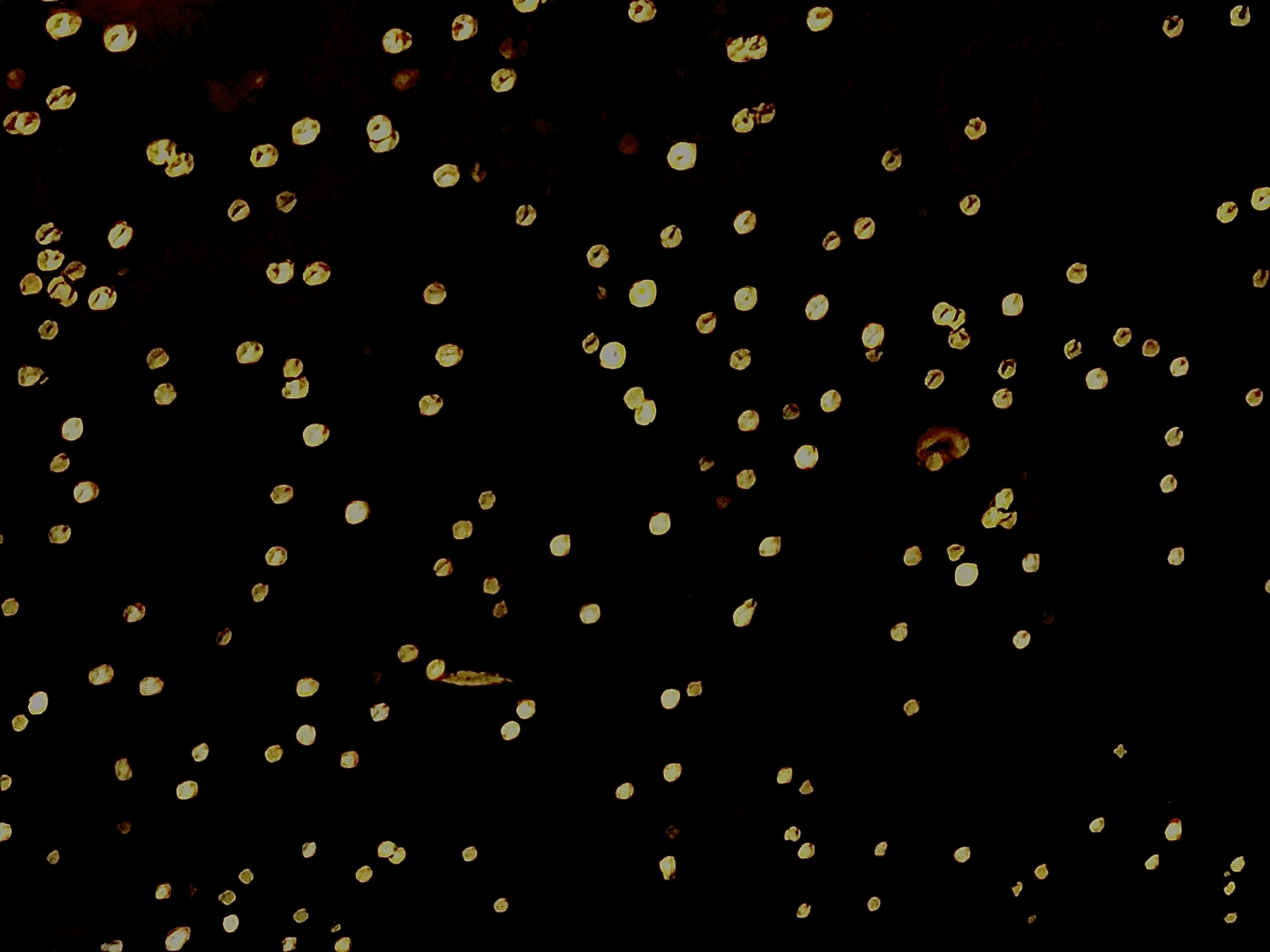 Small Circular Lights