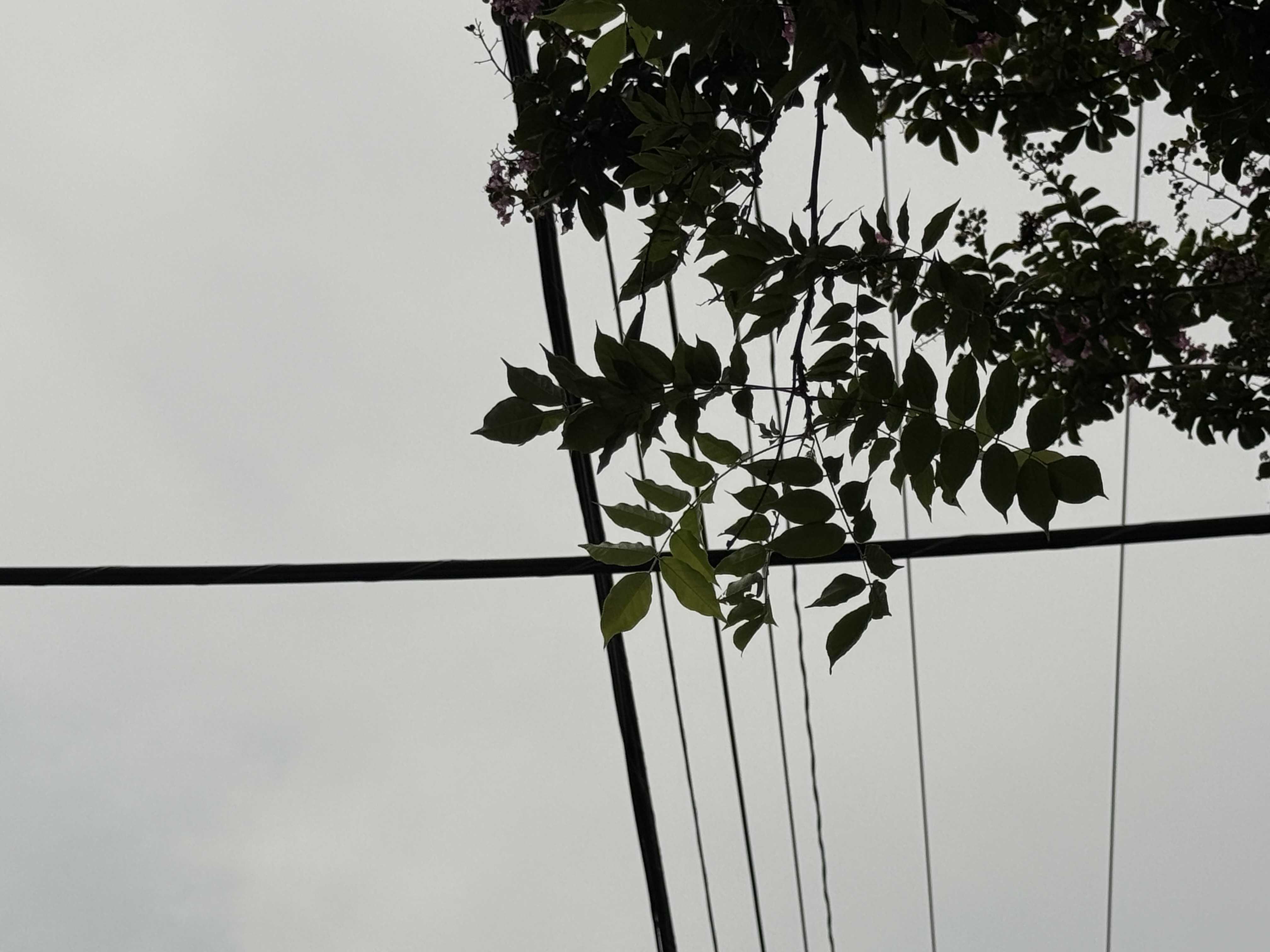 Nature and Power Lines