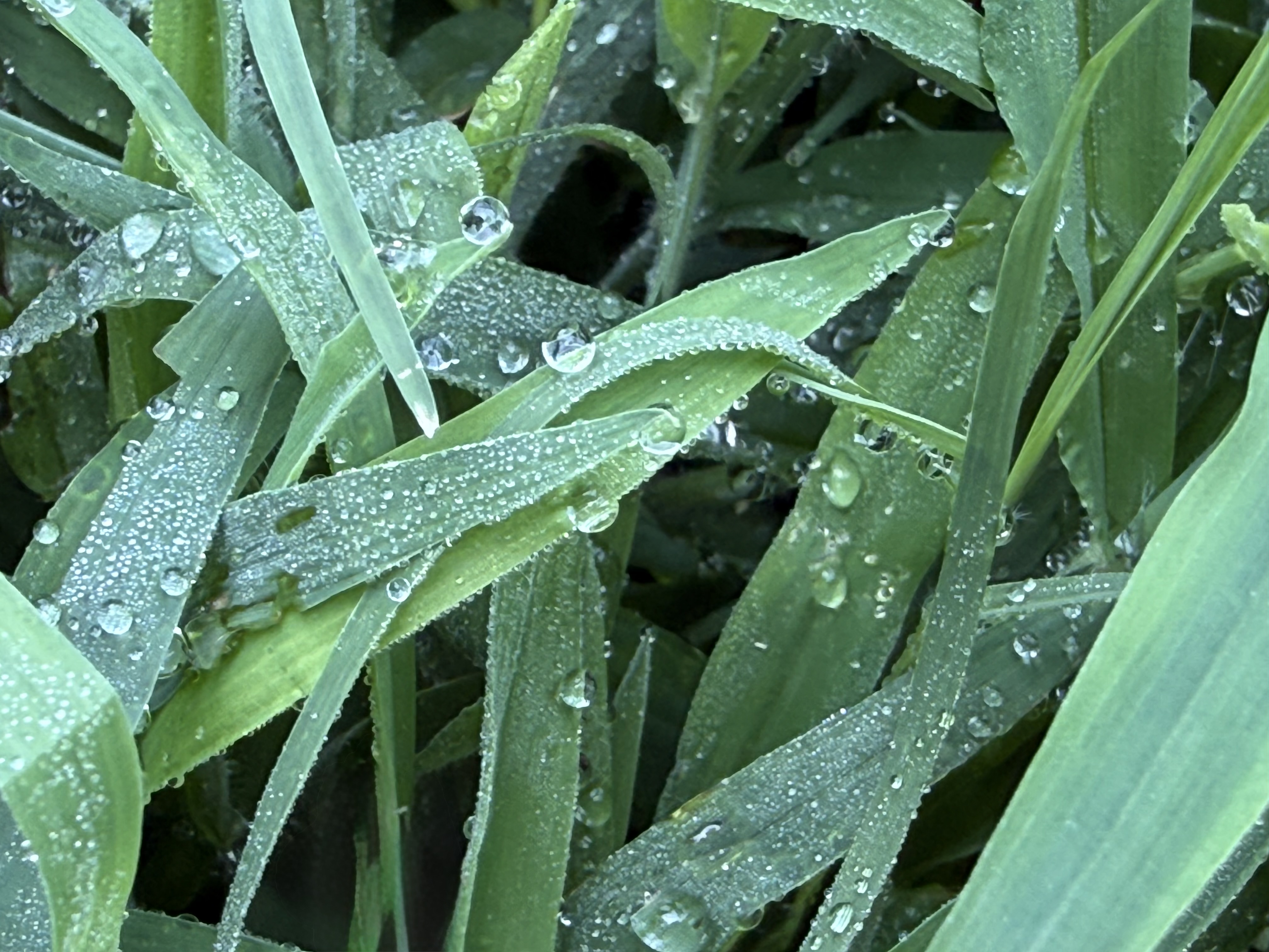 Grass with Dewdrops