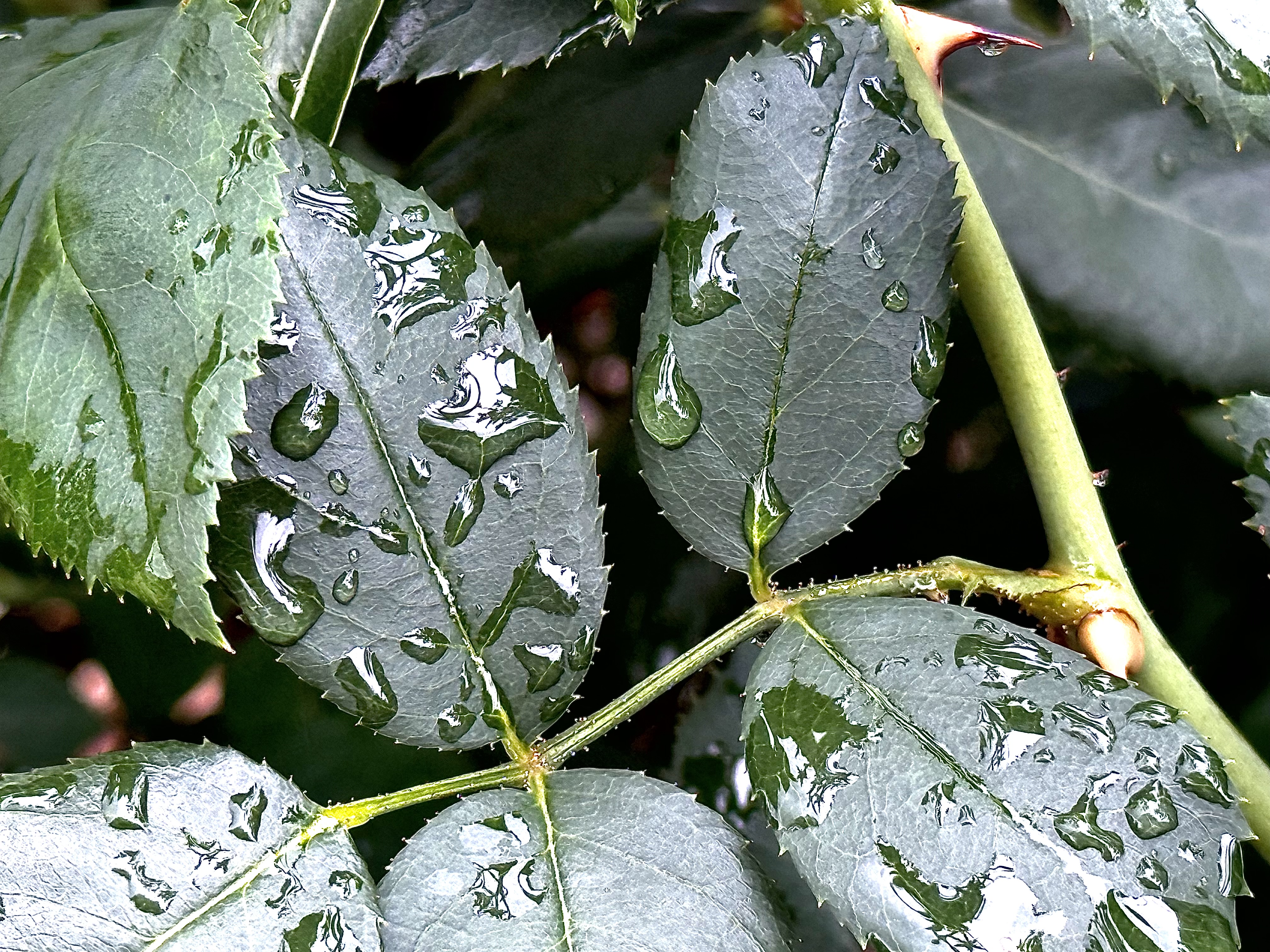 Raindrops on Leaves