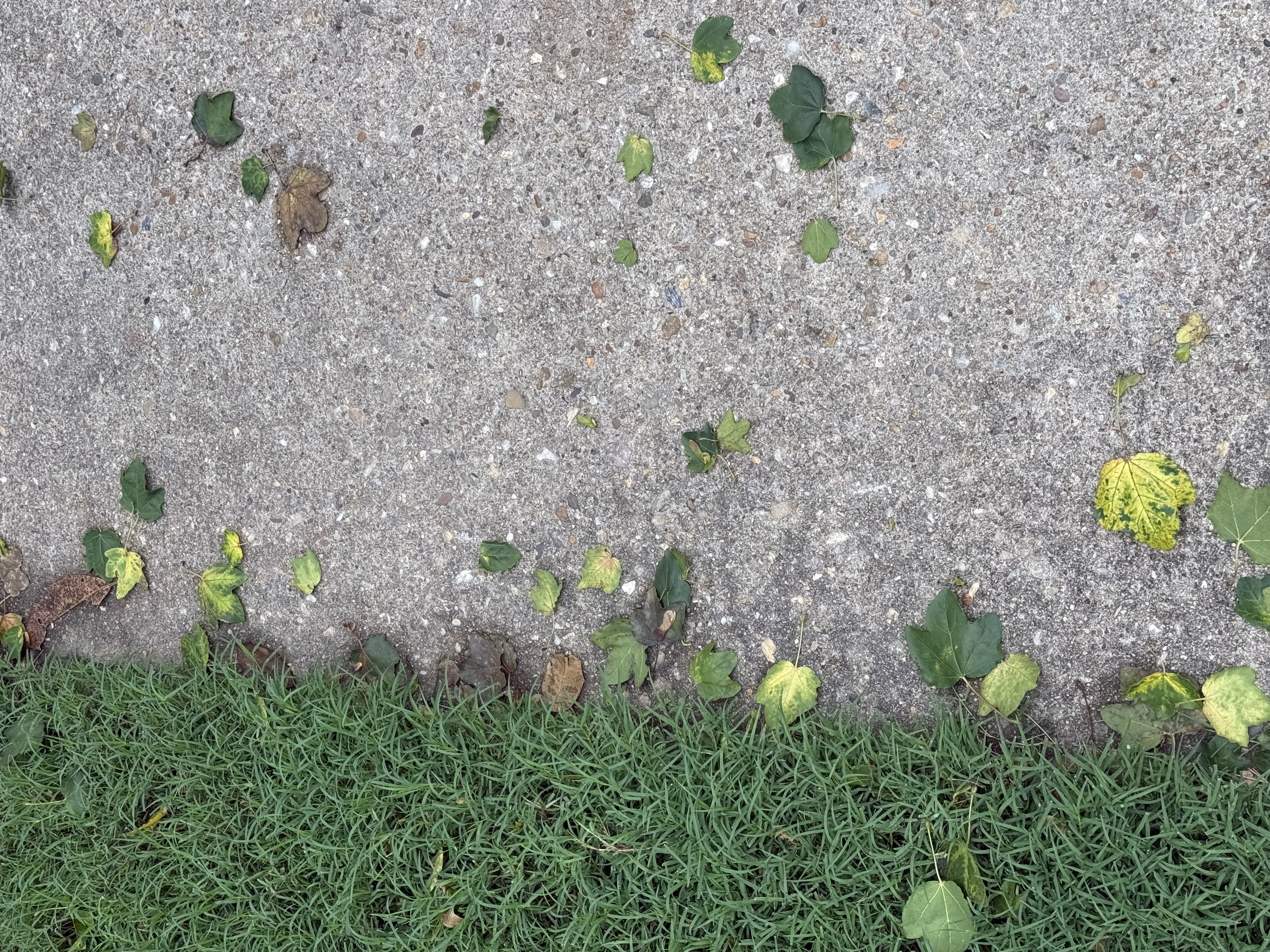 Leaves (changing colors) on a Sidewalk