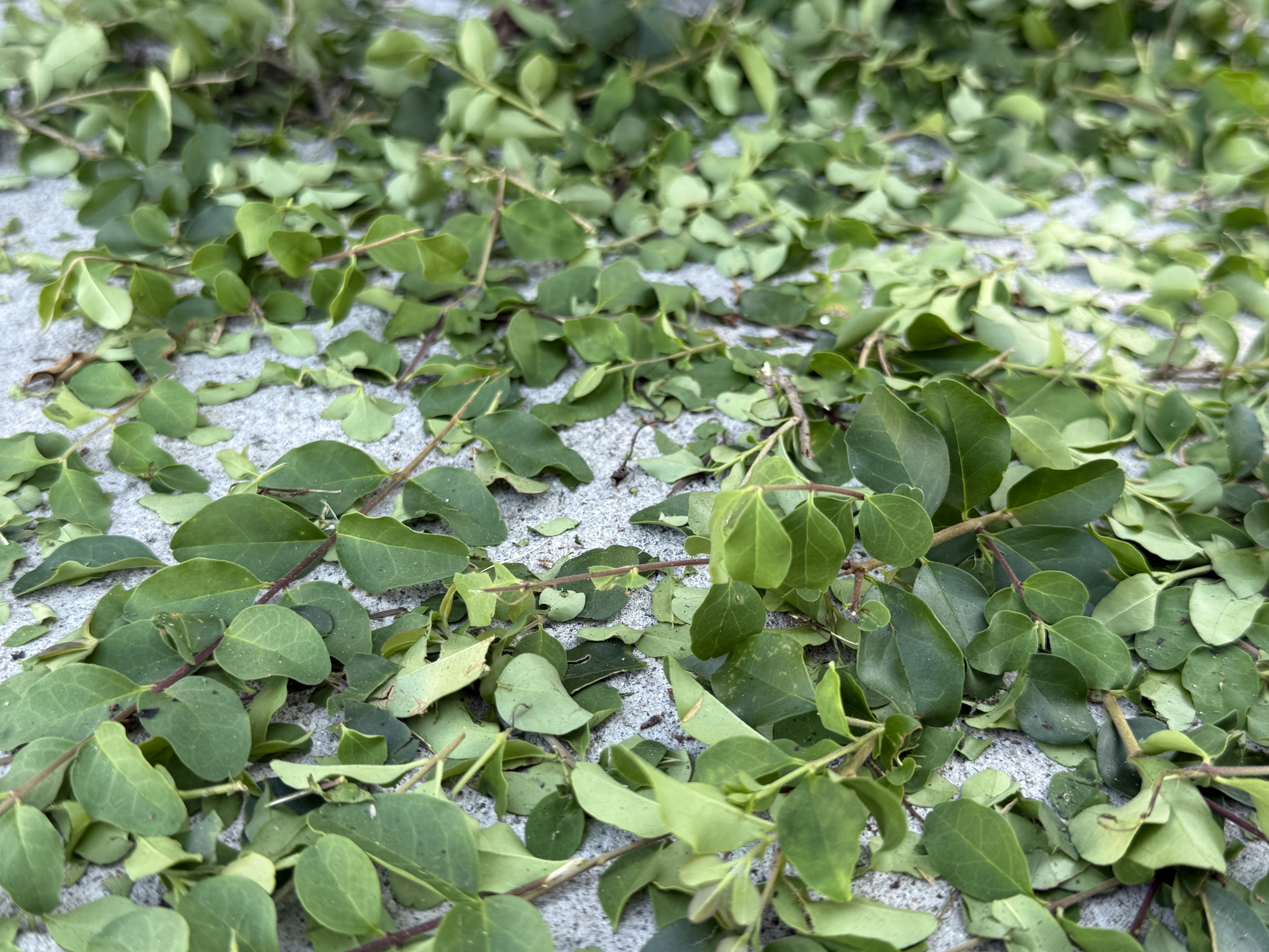 Leaves, Leaves, and More Leaves