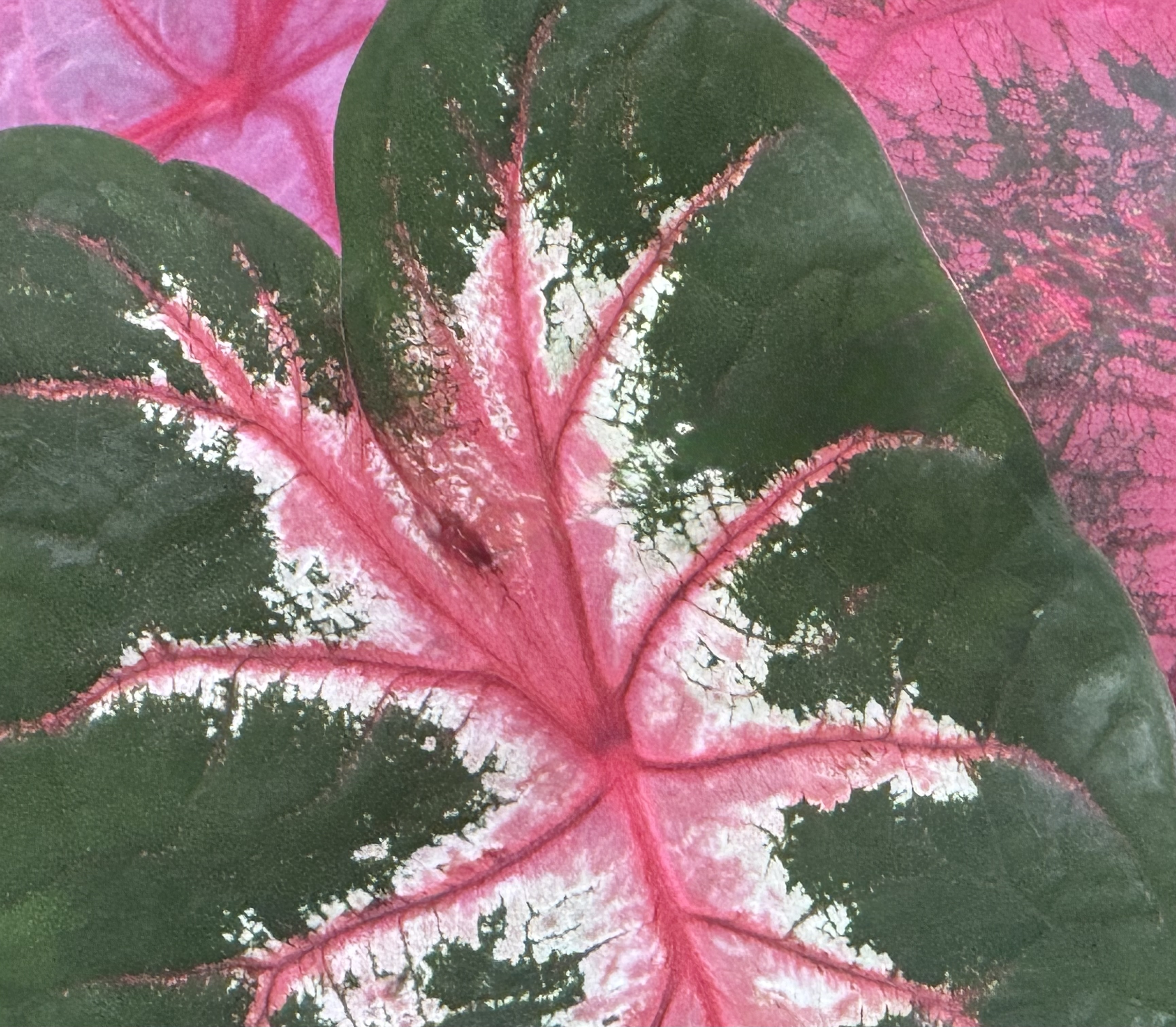 Pink and Green in Nature