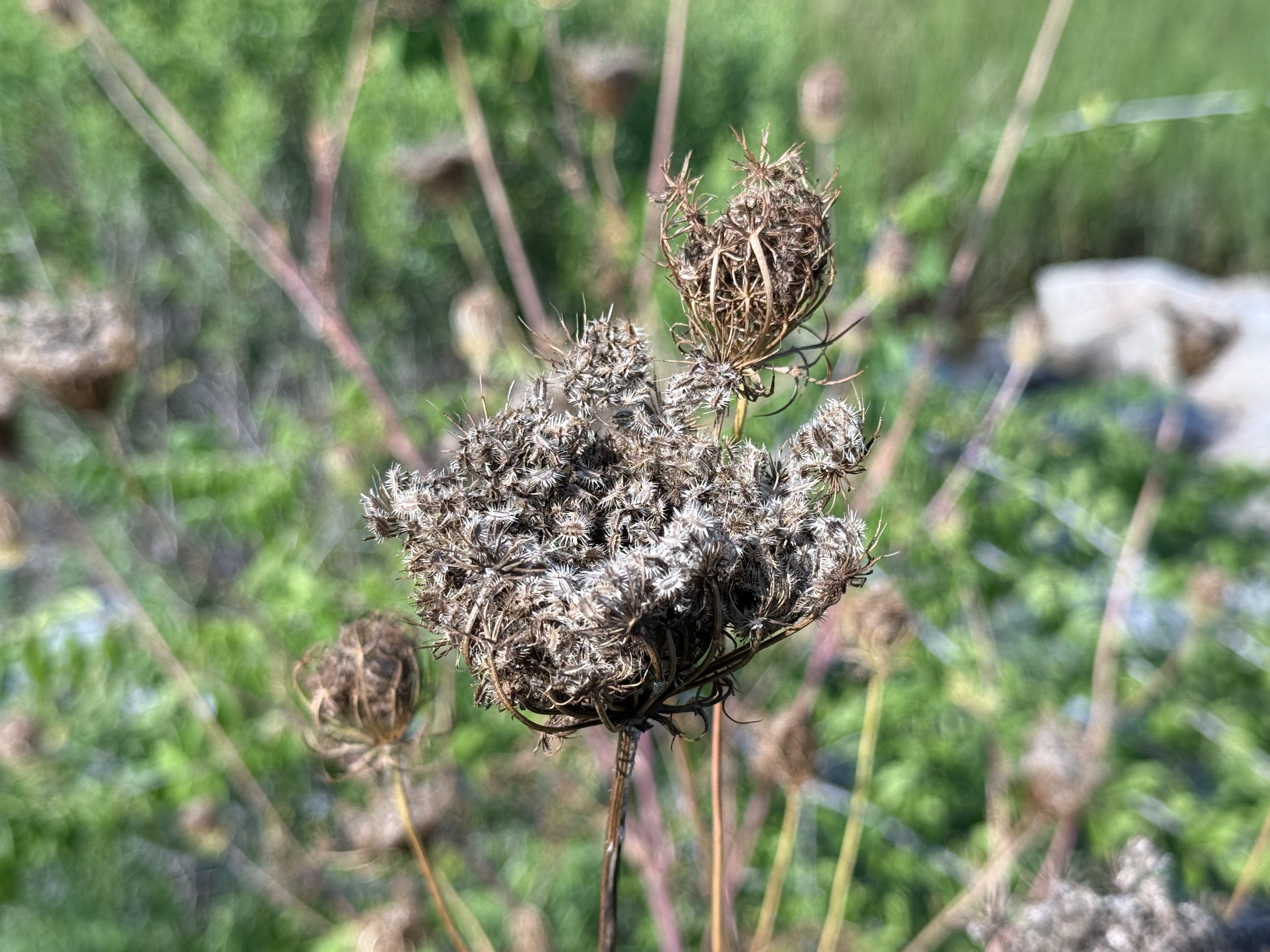 Dried-up Nature
