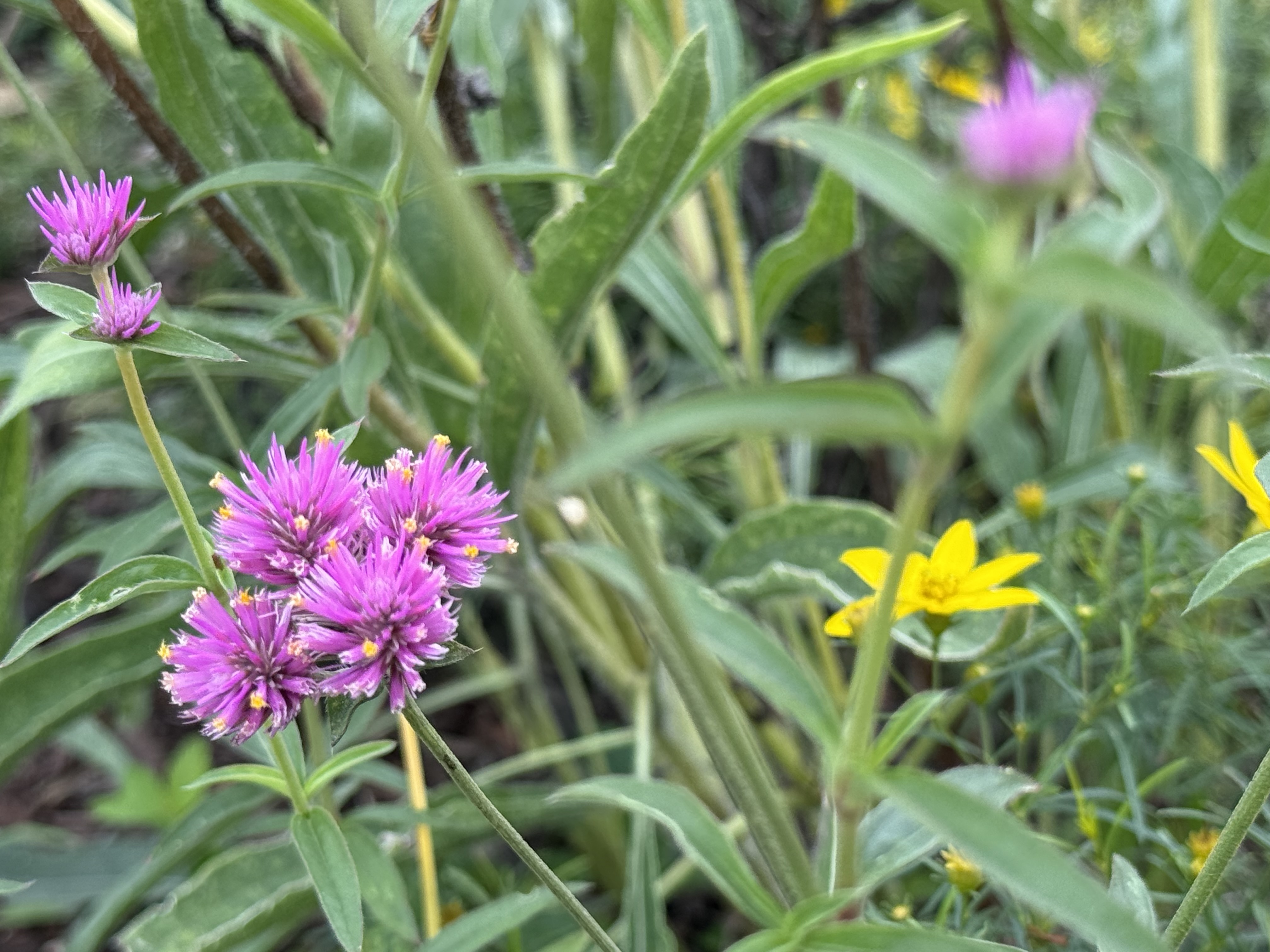 Purple and Yellow Flowers 1