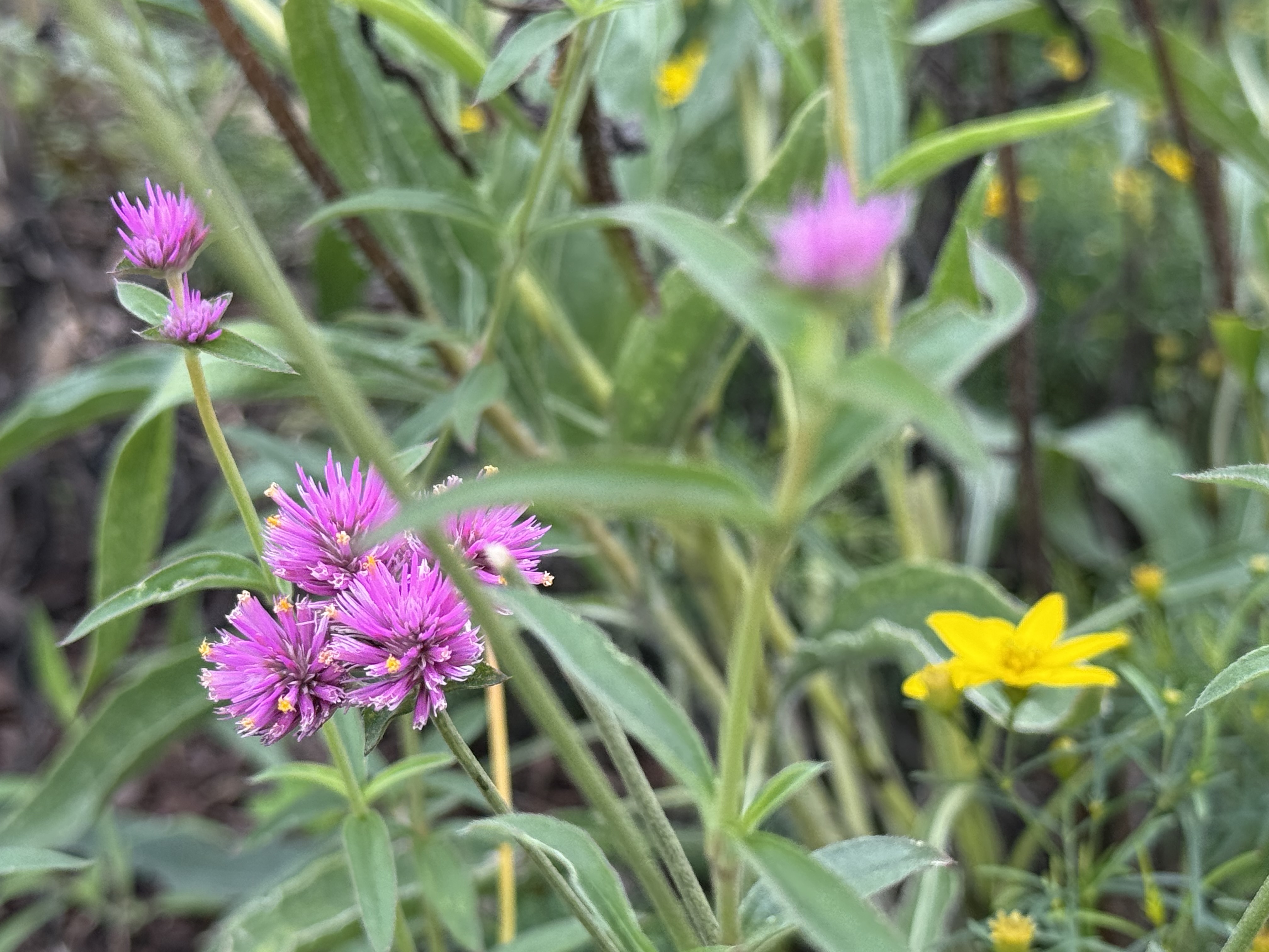 Purple and Yellow Flowers 2