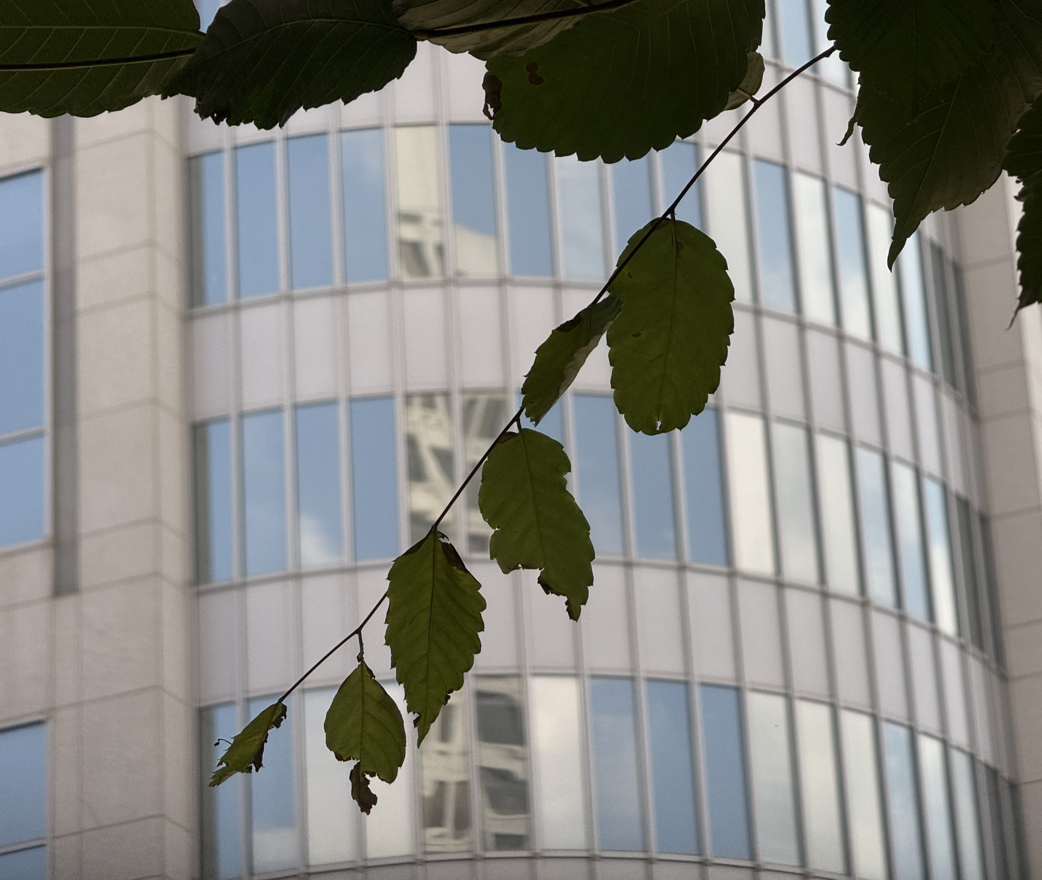 Reflection through a Richmond City Building