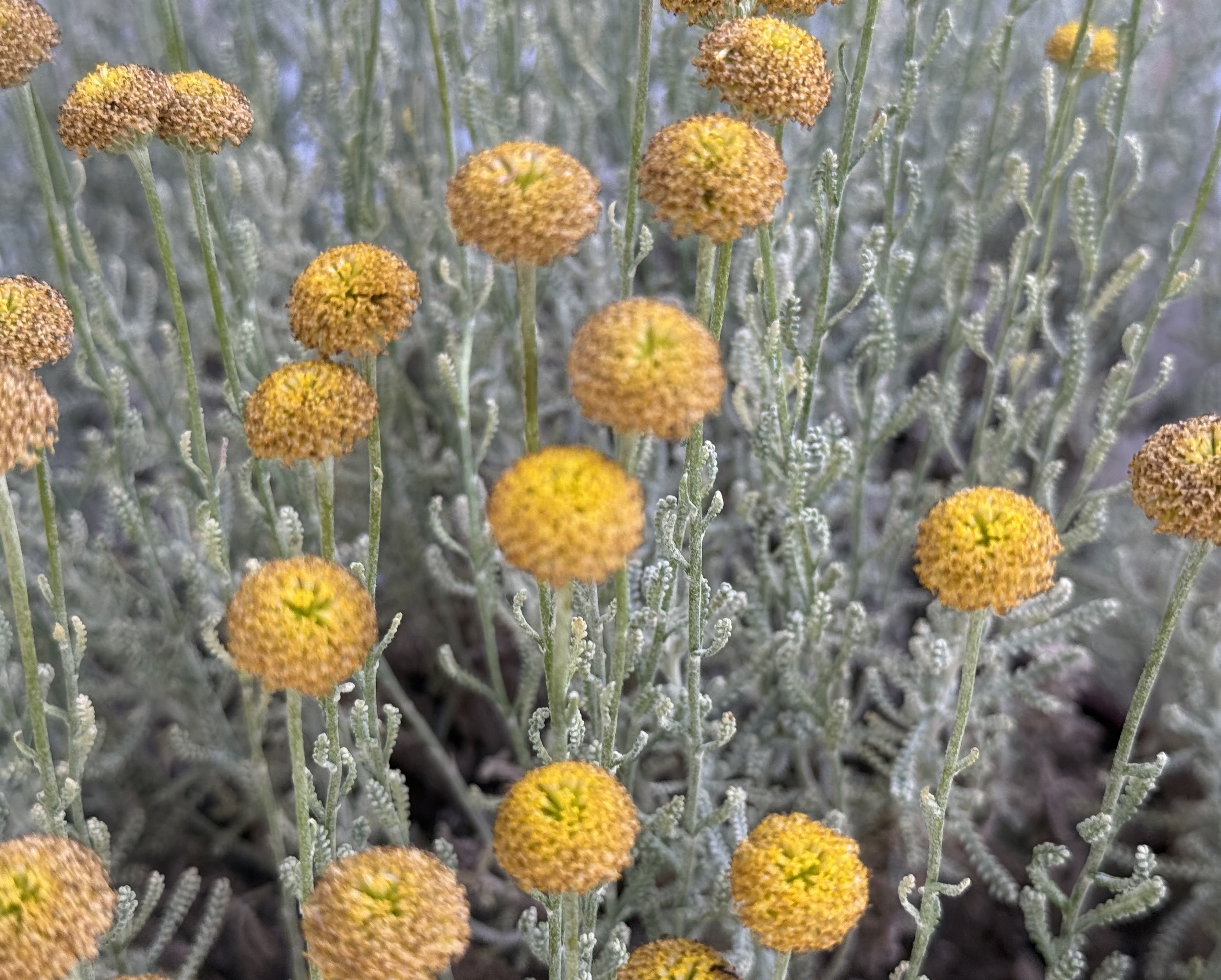 Neat Yellow Flowers