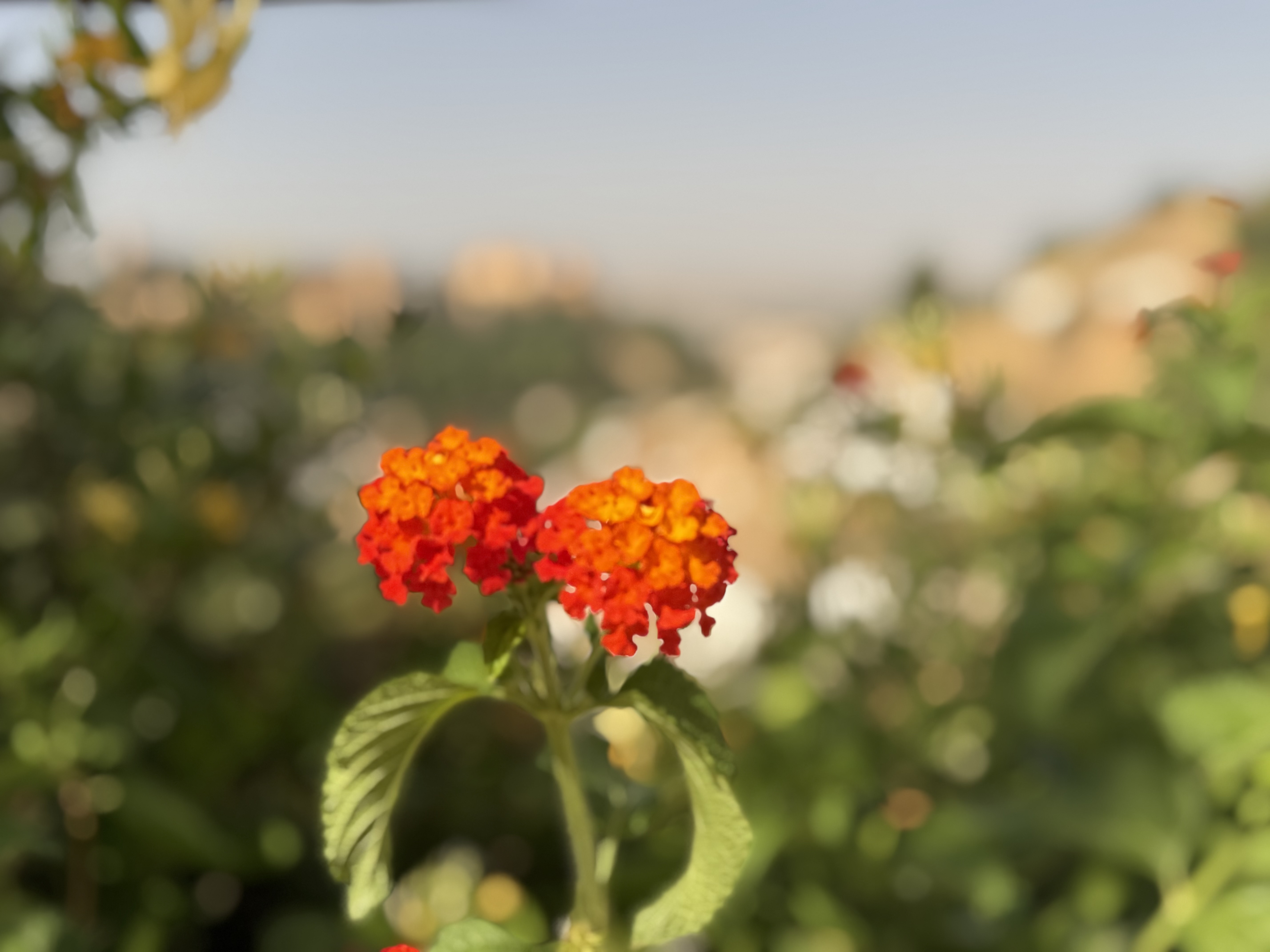 Flowers from Sacromonte