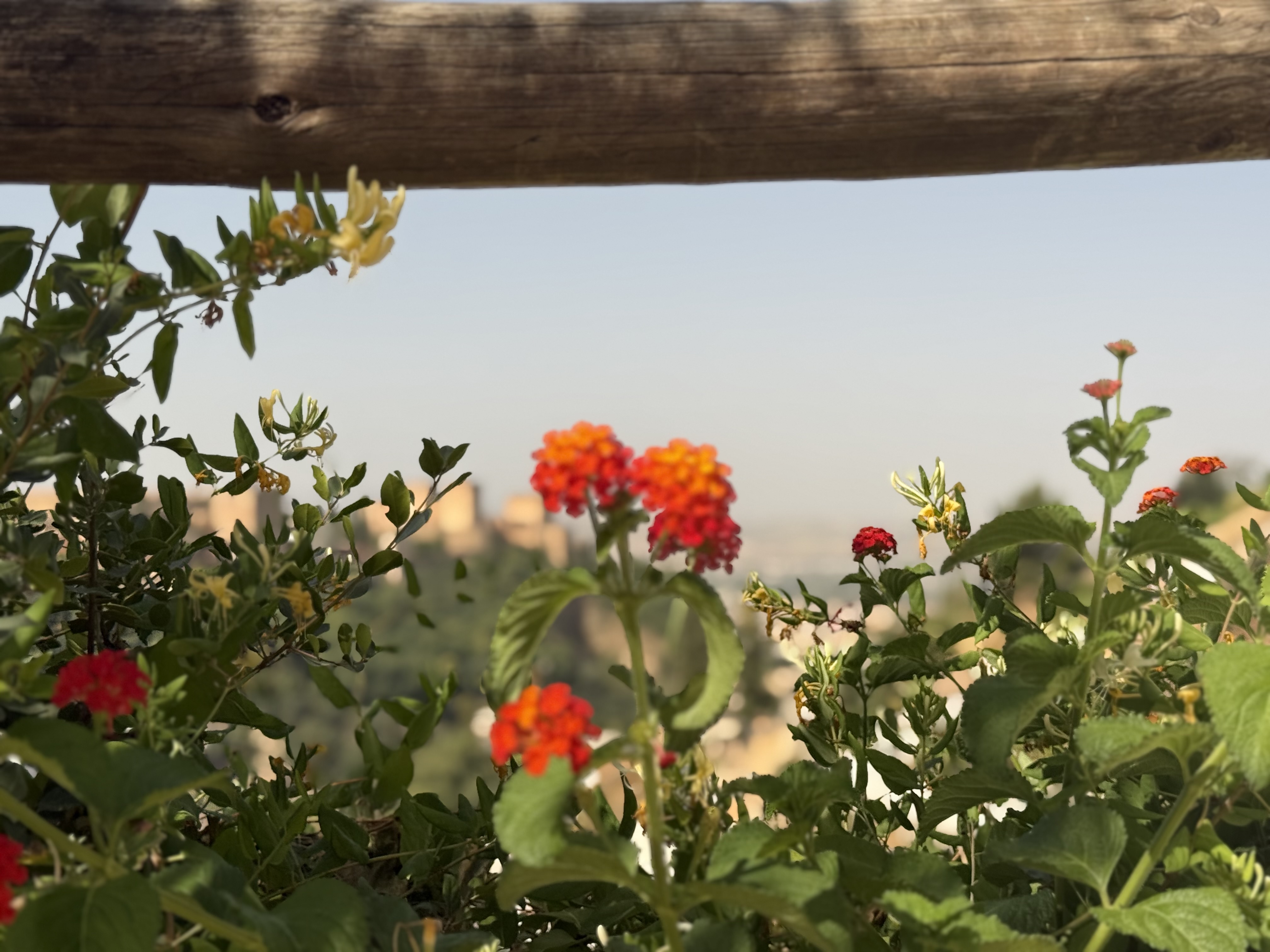 Greater View of Flowers from Sacromonte