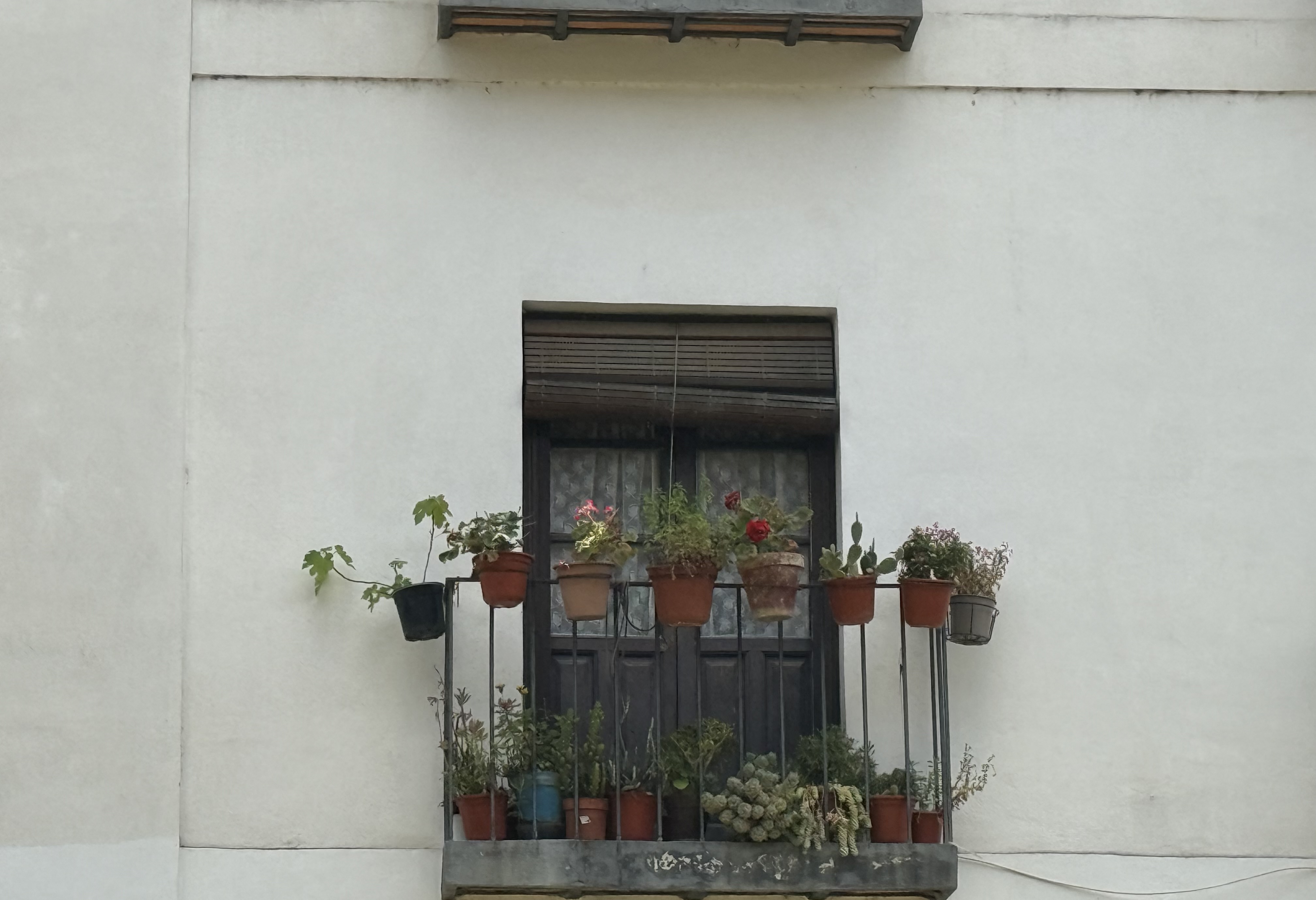 Zooming into the Flowers on a Wall