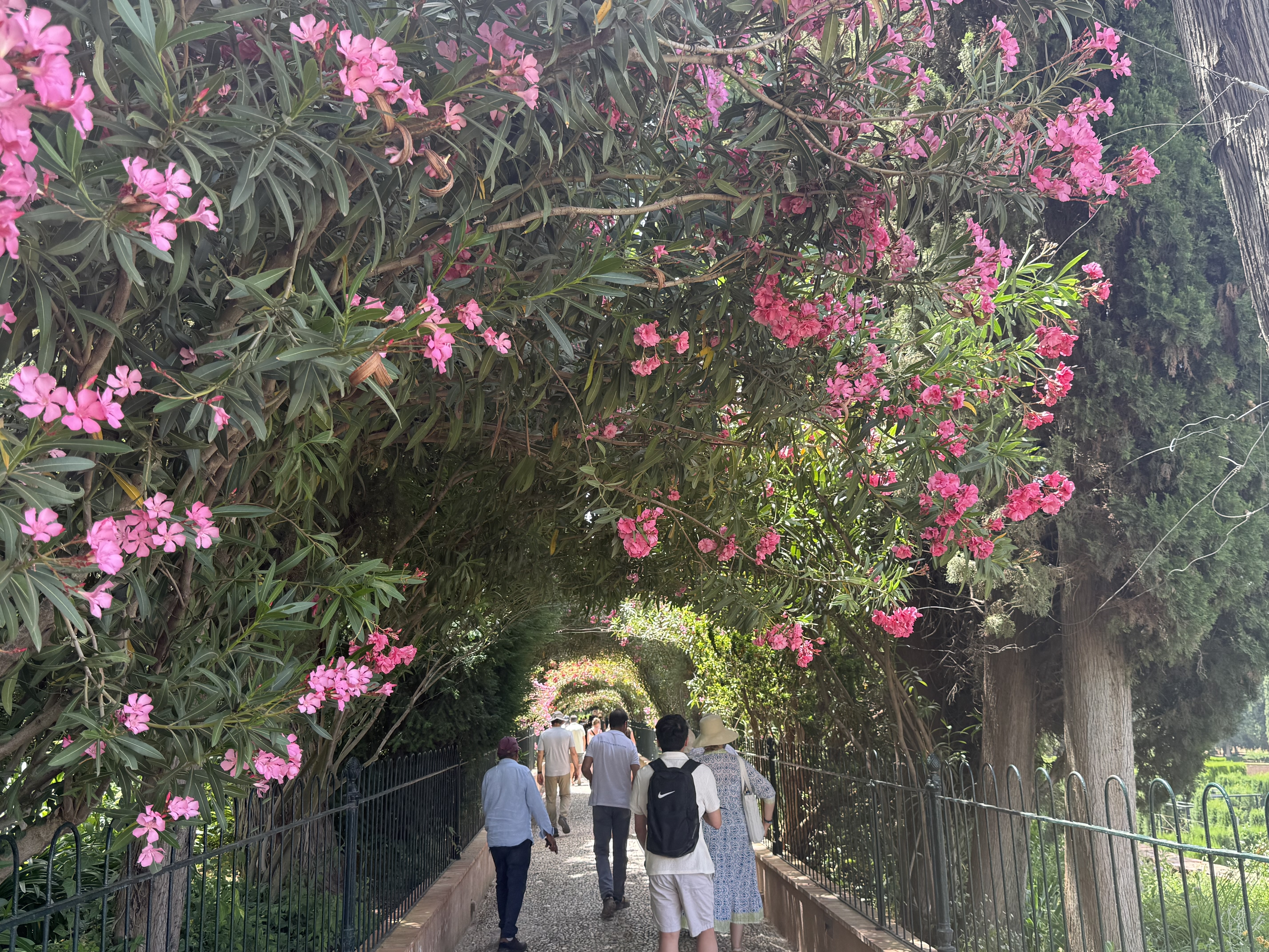 People Walking and Pink Flowers